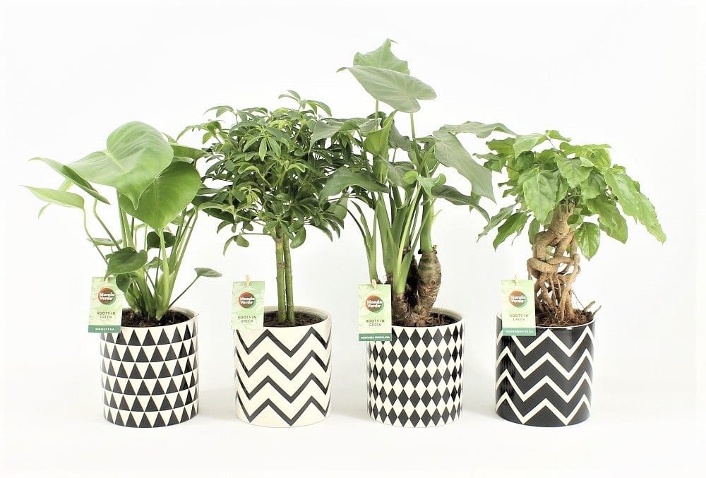 Tropische Mix in Escher Keramiek ↑ 30 cm ⌀ 14 cm