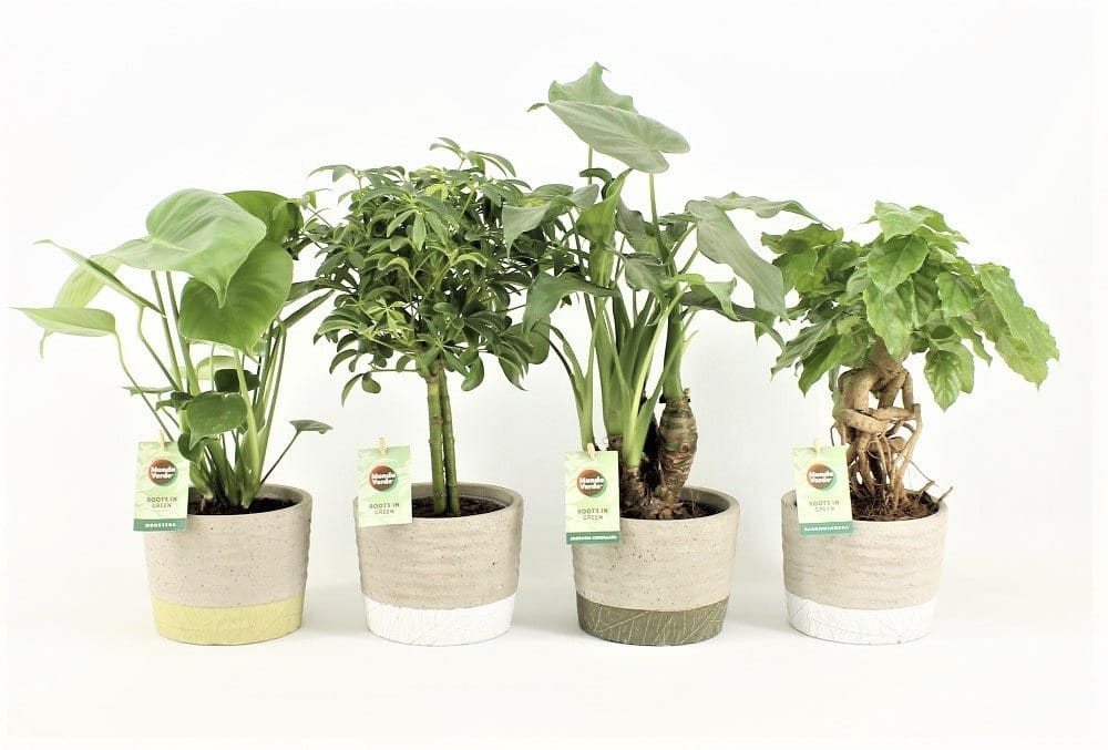 Tropische Mix in Stone Leaf ↑ 30 cm ⌀ 14 cm