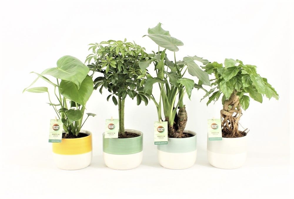 Tropische Mix in Two Tone keramiek ↑ 30 cm ⌀ 14 cm