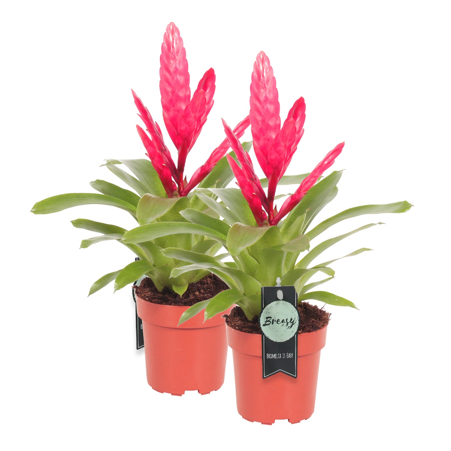 Vriesea Intenso Pink double ↑ 40 cm ⌀ 12 cm