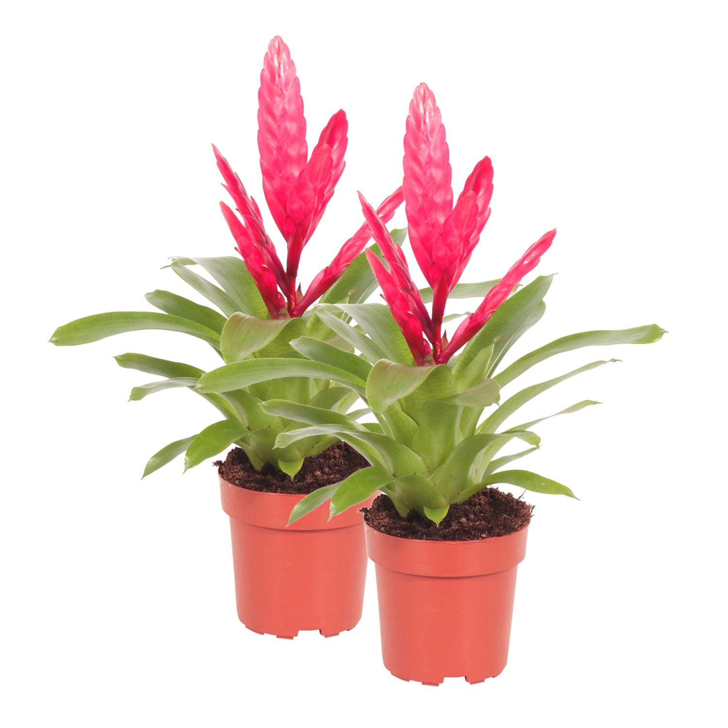 Vriesea Intenso Pink double ↑ 40 cm ⌀ 12 cm - Afbeelding 3