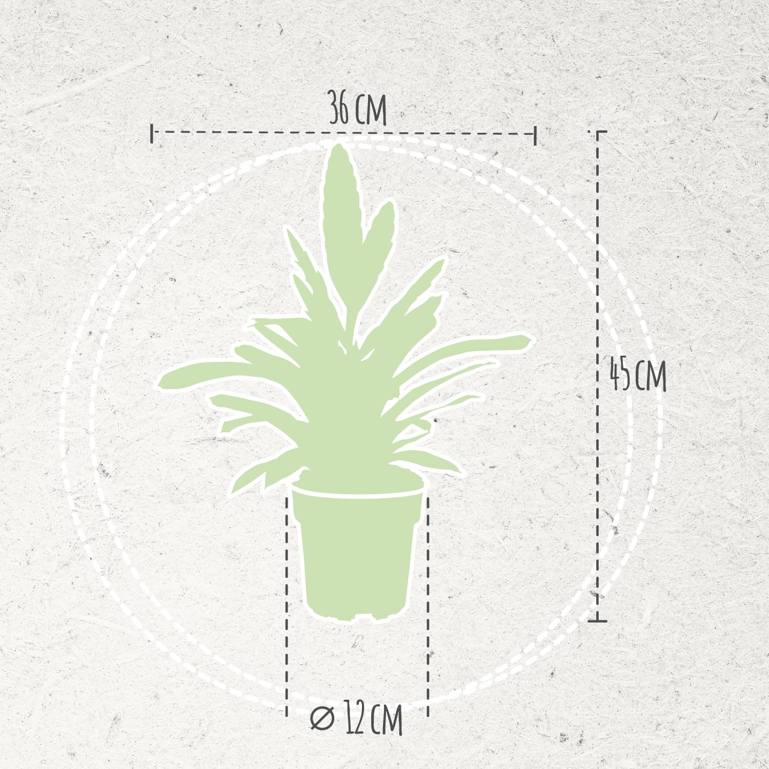 Vriesea Intenso Pink double ↑ 40 cm ⌀ 12 cm - Afbeelding 5