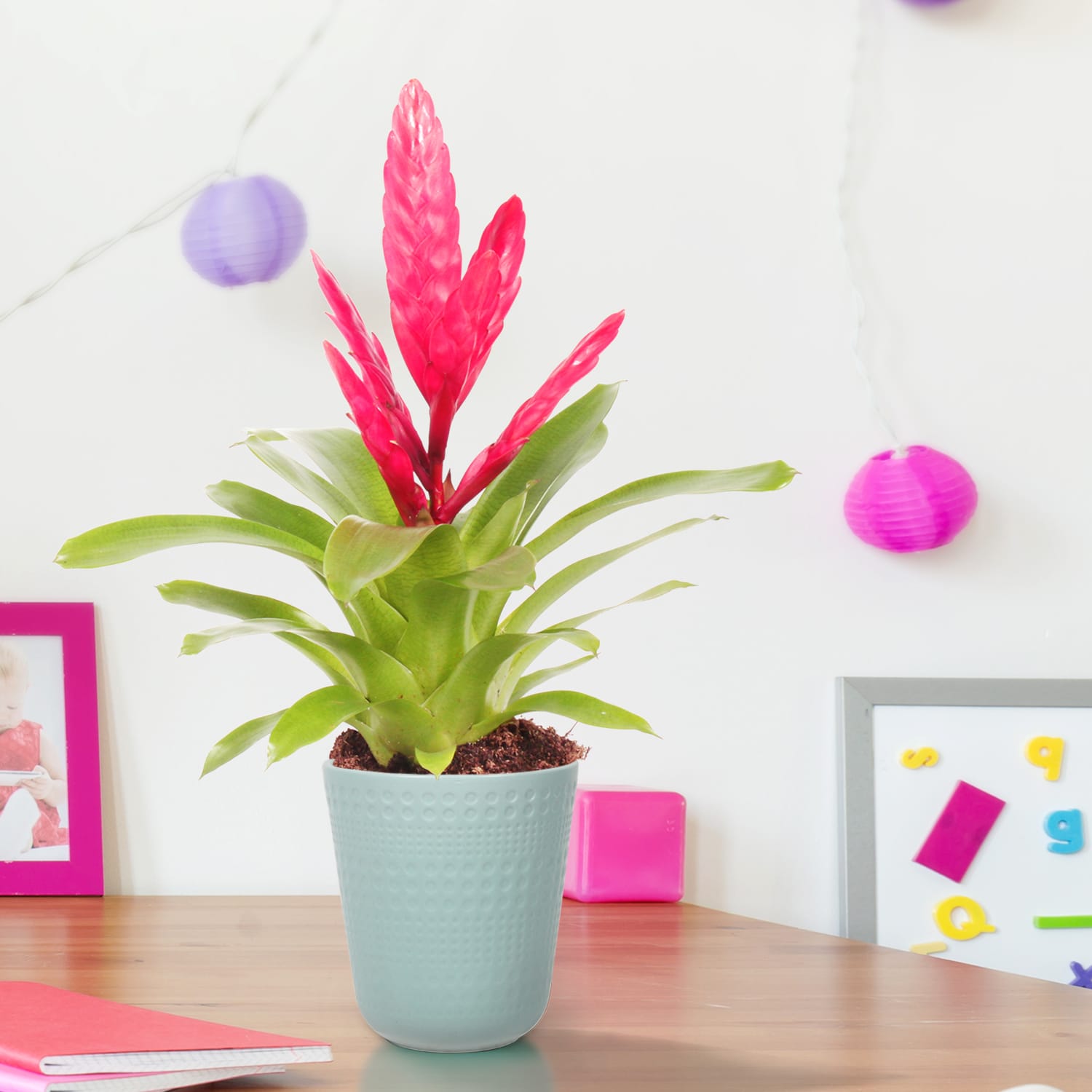 Vriesea Intenso Pink double ↑ 40 cm ⌀ 12 cm - Afbeelding 6