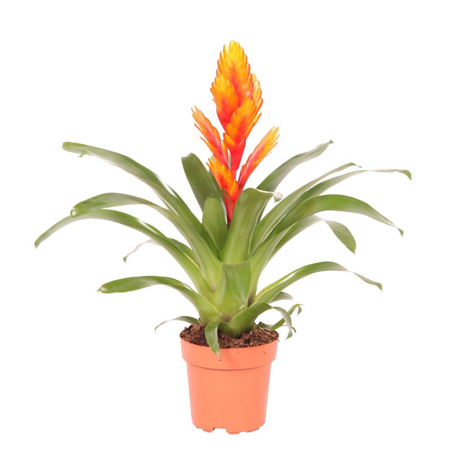 Vriesea Intenso Orange single ↑ 40 cm ⌀ 12 cm - Afbeelding 3