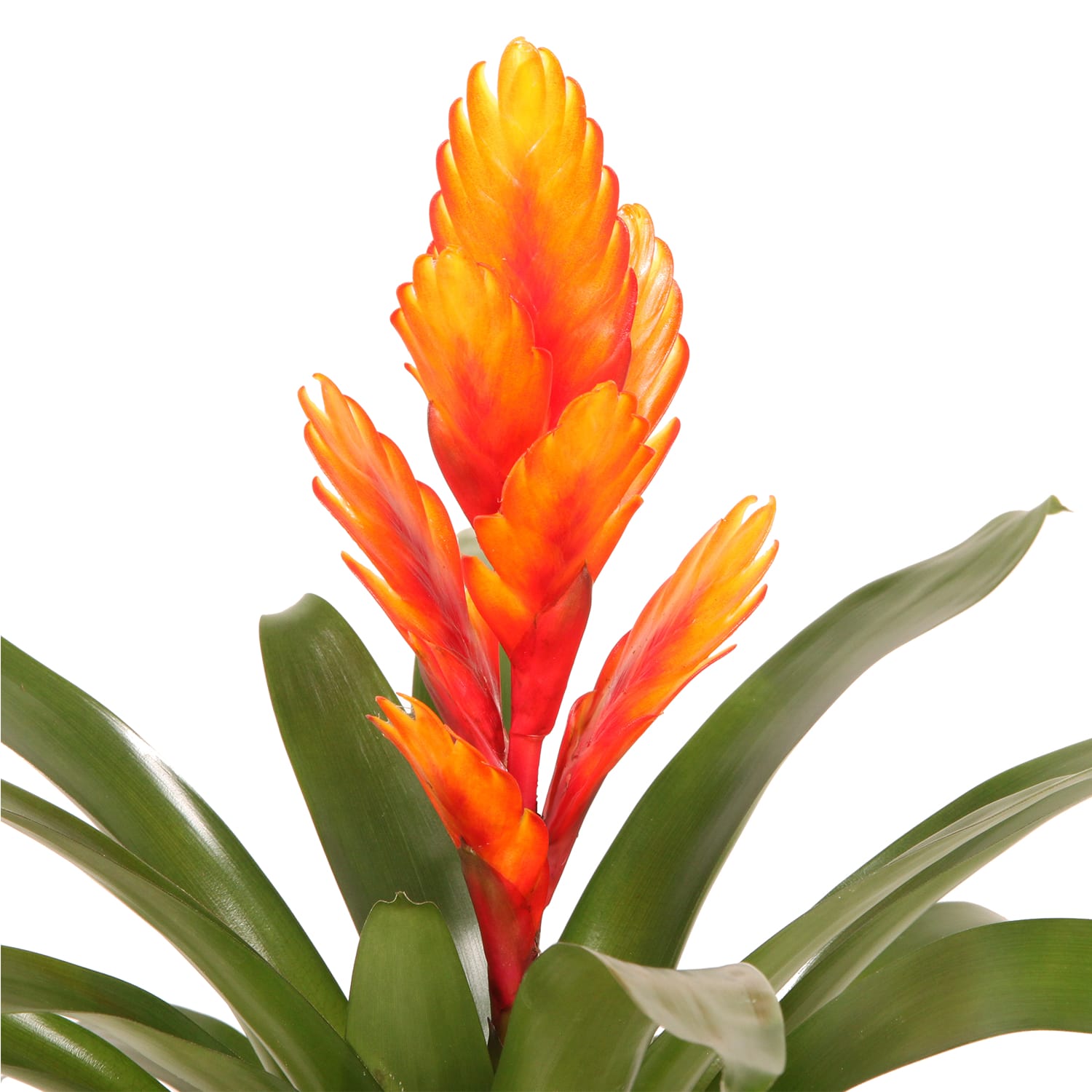 Vriesea Intenso Orange single ↑ 40 cm ⌀ 12 cm - Afbeelding 4