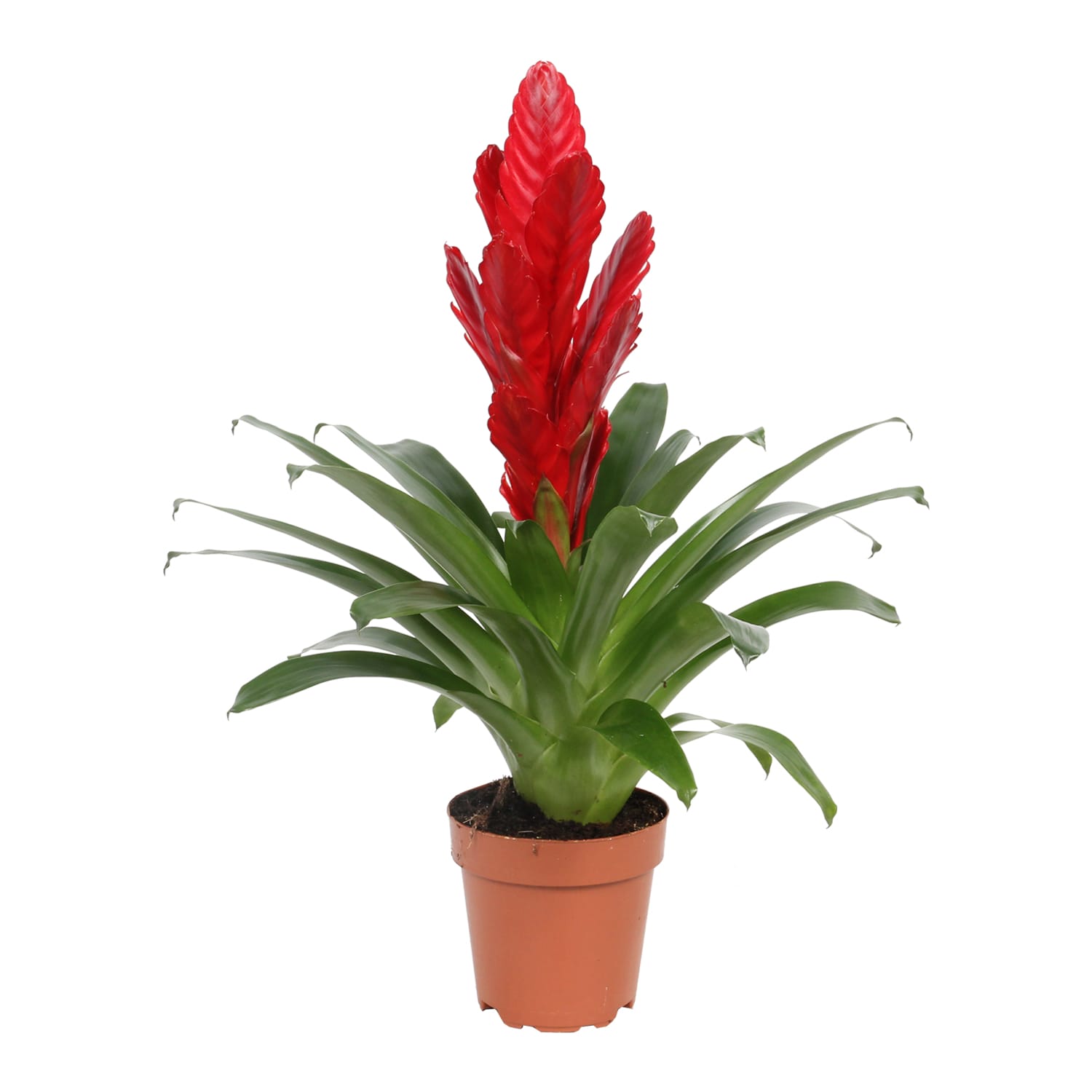 Vriesea Intenso Red single ↑ 40 cm ⌀ 12 cm - Afbeelding 3