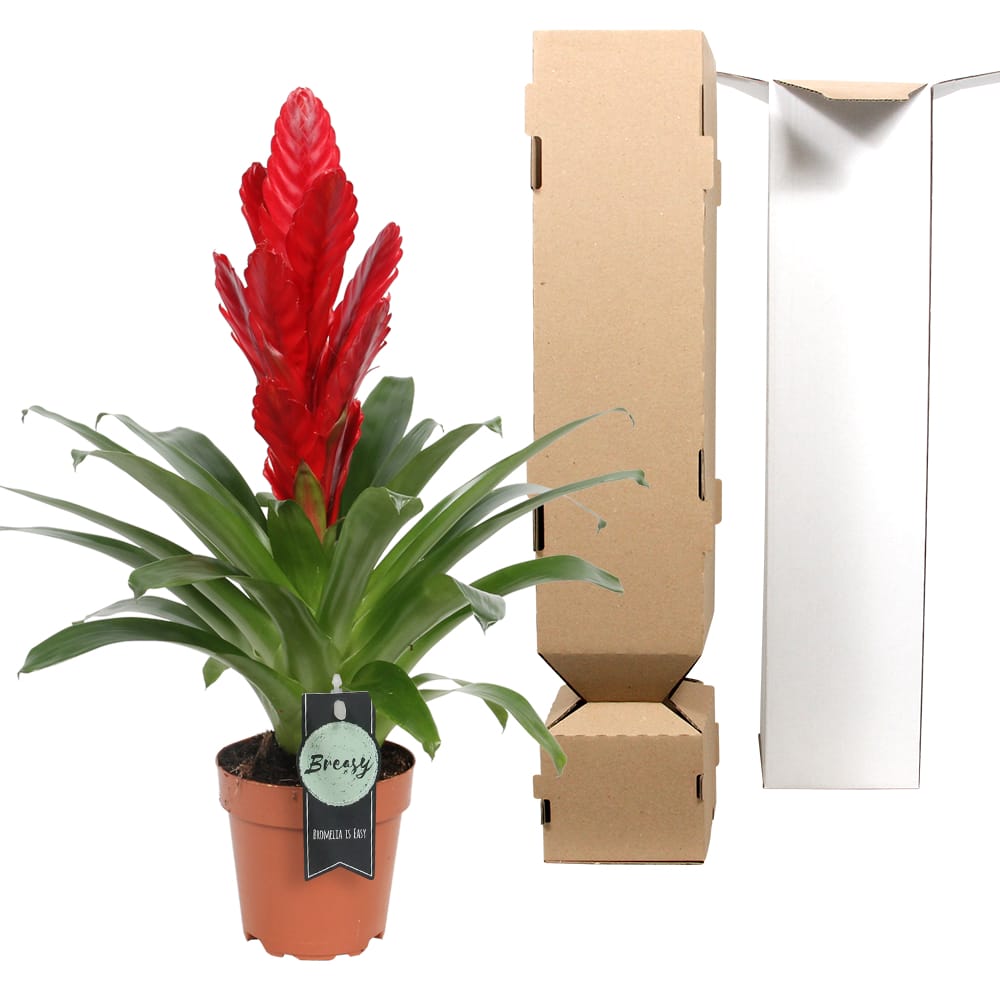 Vriesea Intenso Red single ↑ 40 cm ⌀ 12 cm - Afbeelding 5