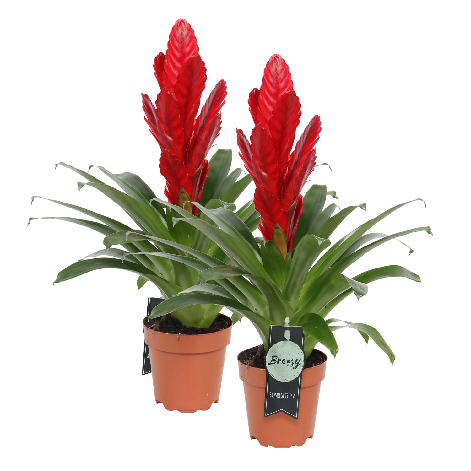 Vriesea Intenso Red double ↑ 40 cm ⌀ 12 cm