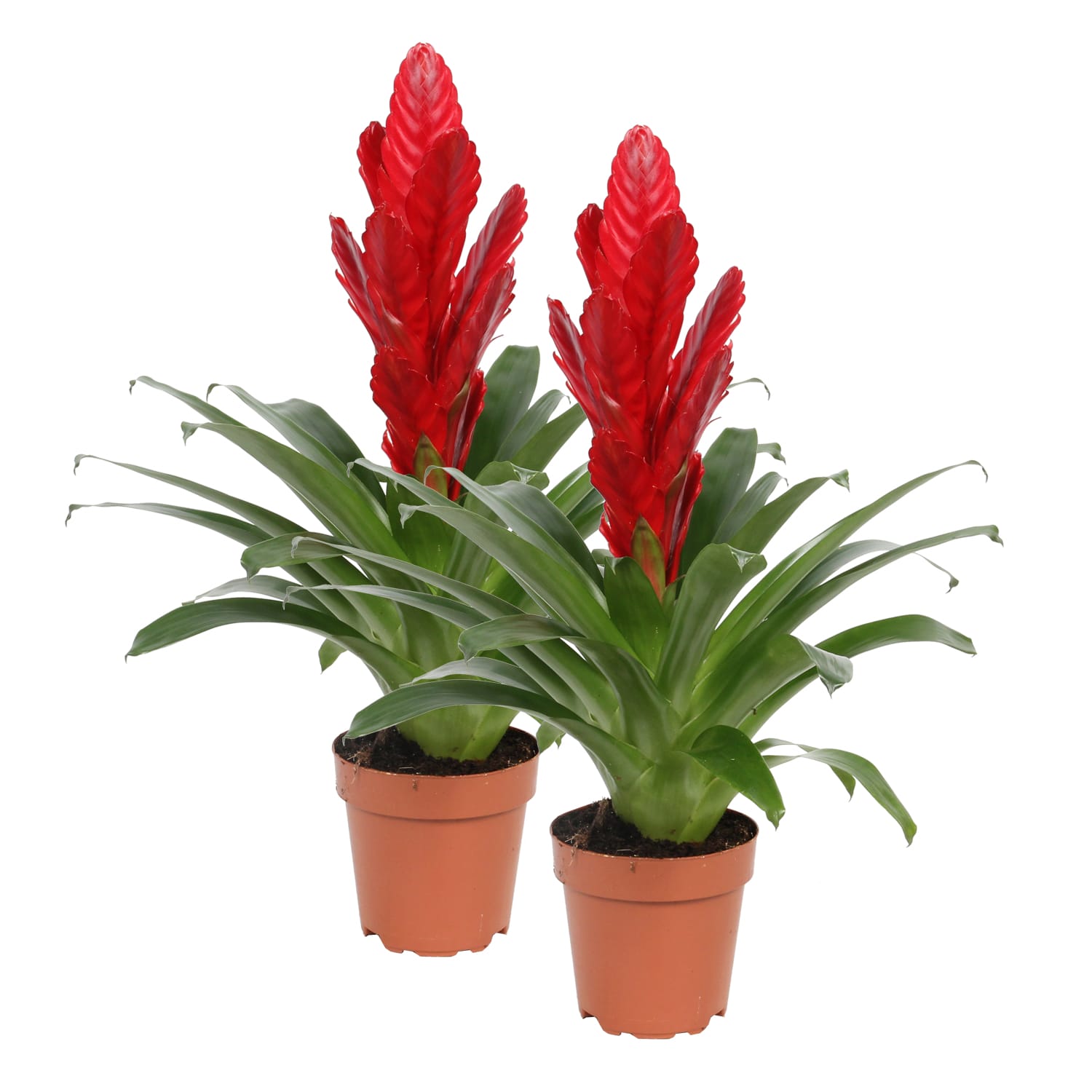 Vriesea Intenso Red double ↑ 40 cm ⌀ 12 cm - Afbeelding 3