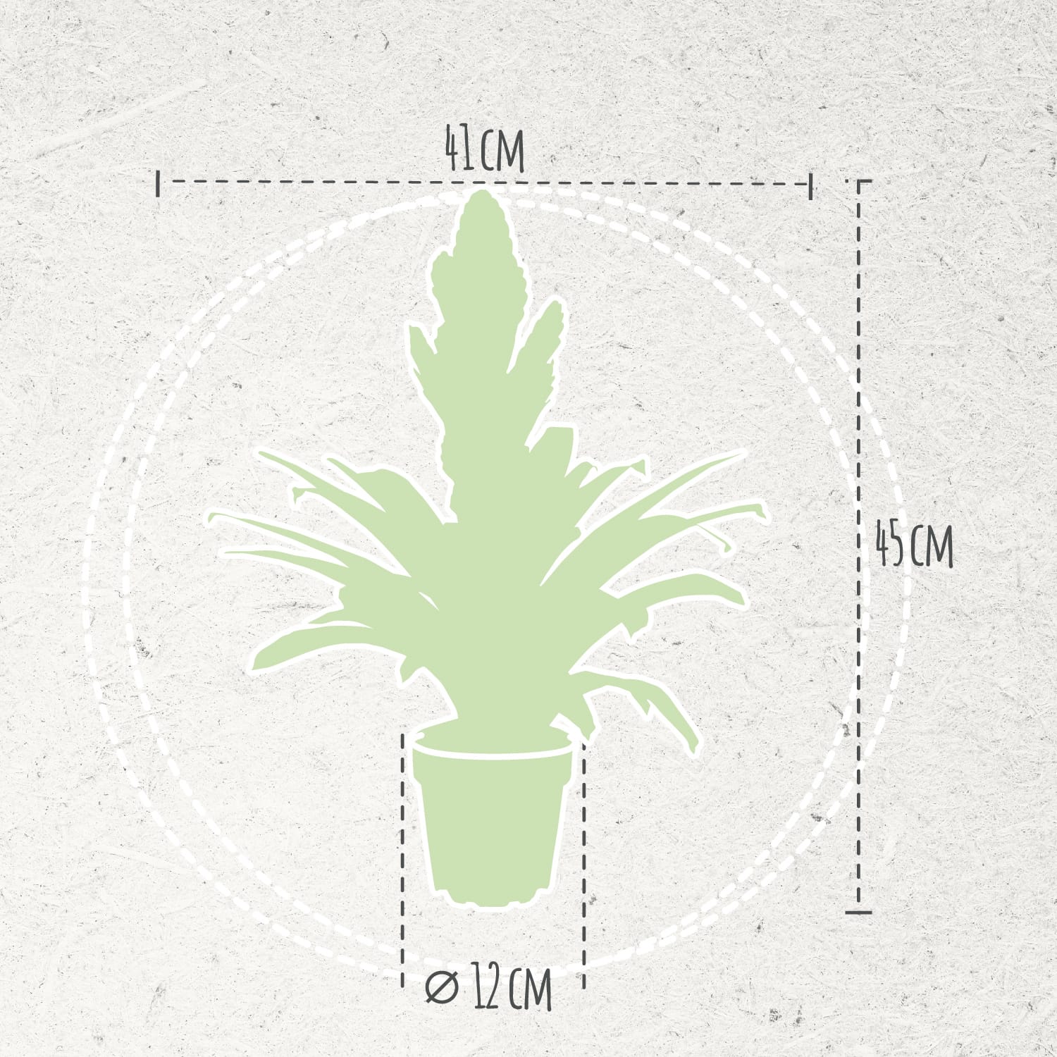 Vriesea Intenso Red double ↑ 40 cm ⌀ 12 cm - Afbeelding 5