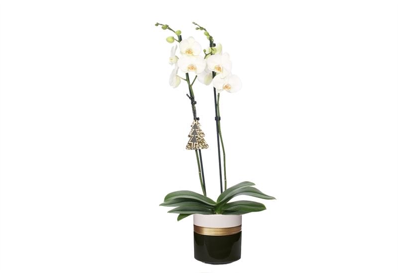 Orchidee Dolomite Horizon Black Phal Wit 2 taks ↑ 60 cm ⌀ 14