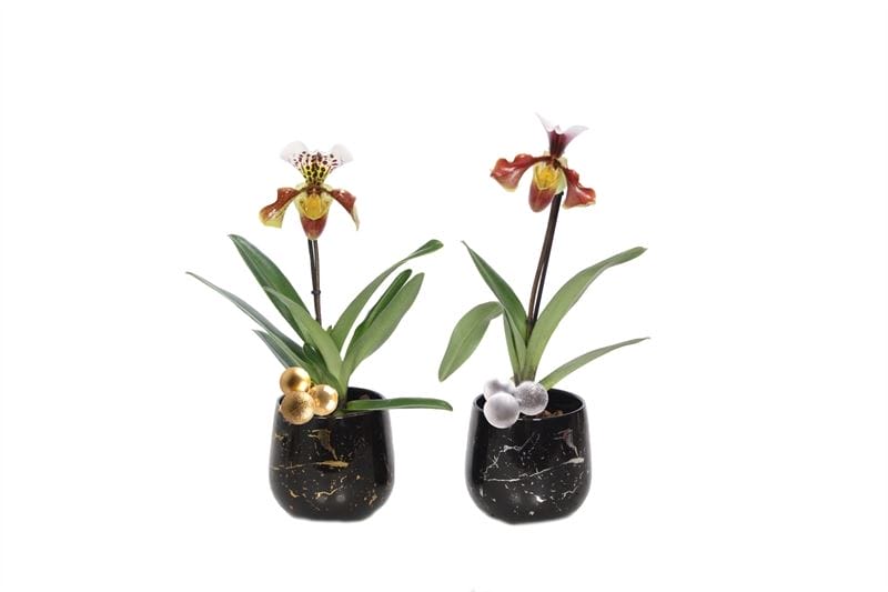 Orchidee Rhonda Gold/Silver Paphiopedilum USA 1 Scheut ↑ 40 cm ⌀ 14