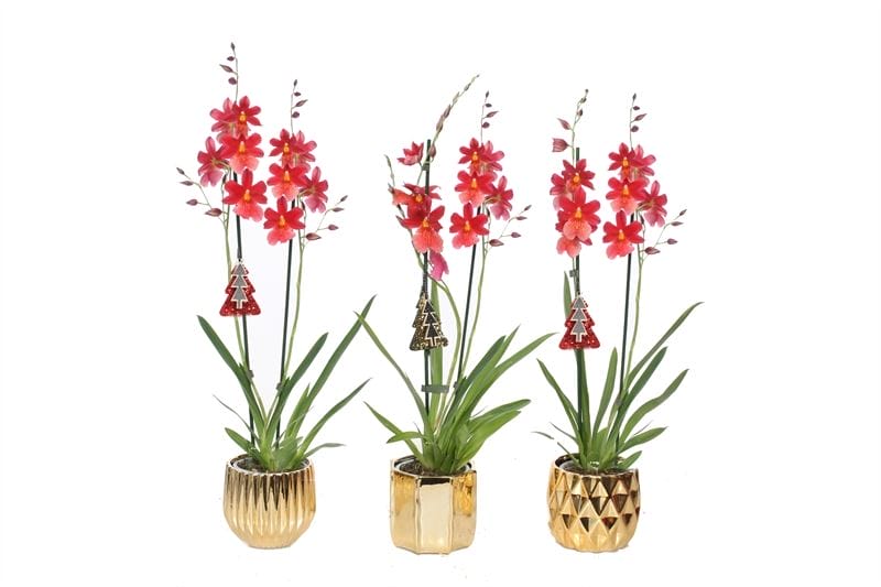 Orchidee Dolomite Mix Gold Cambria Nelly Isler 2 taks ↑ 60 cm ⌀ 14