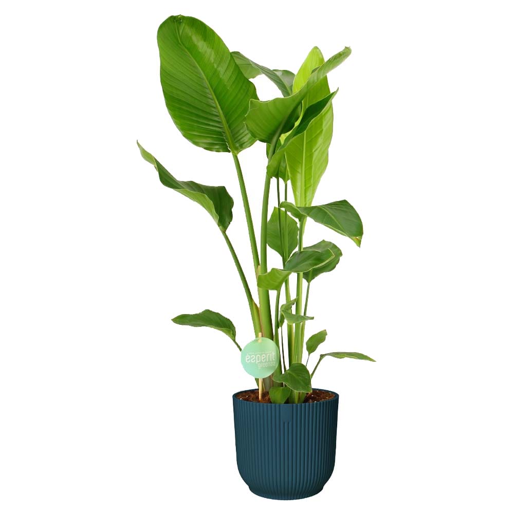 Strelitzia Nicolai in Elho Vibes (blauw) ↑ 90 cm ⌀ 21 cm