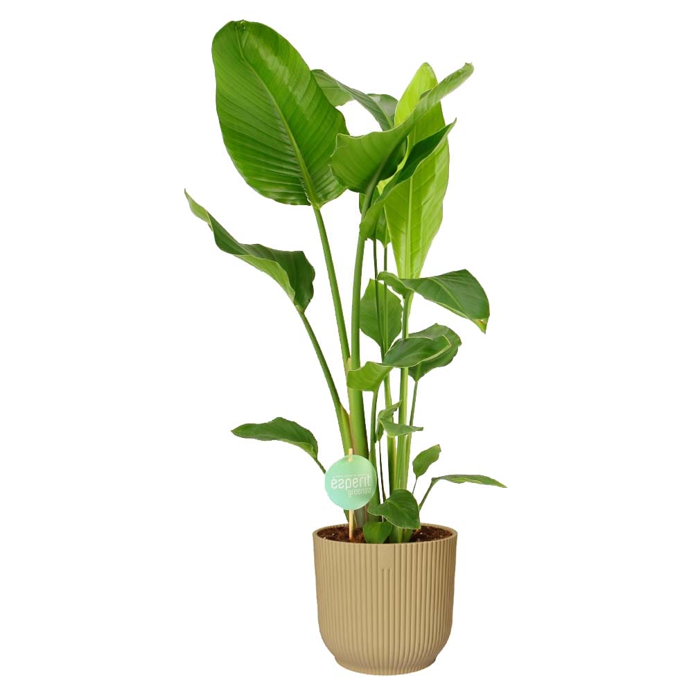 Strelitzia Nicolai in Elho Vibes (geel) ↑ 90 cm ⌀ 21 cm