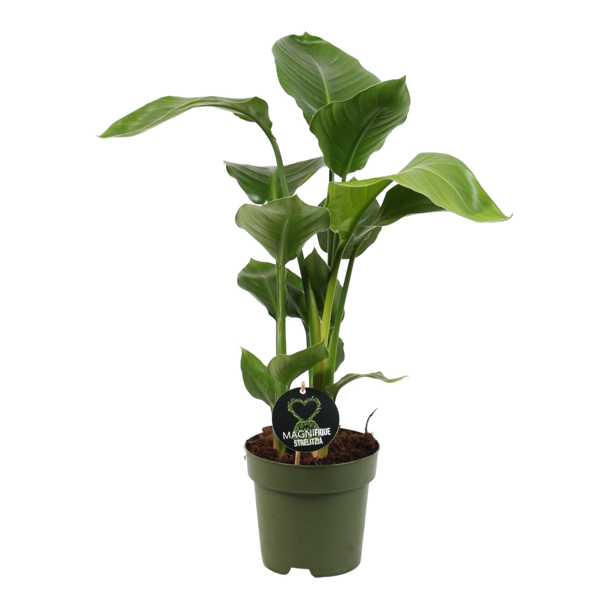 Strelitzia Nicolai ↑ 55 cm ⌀ 17 cm