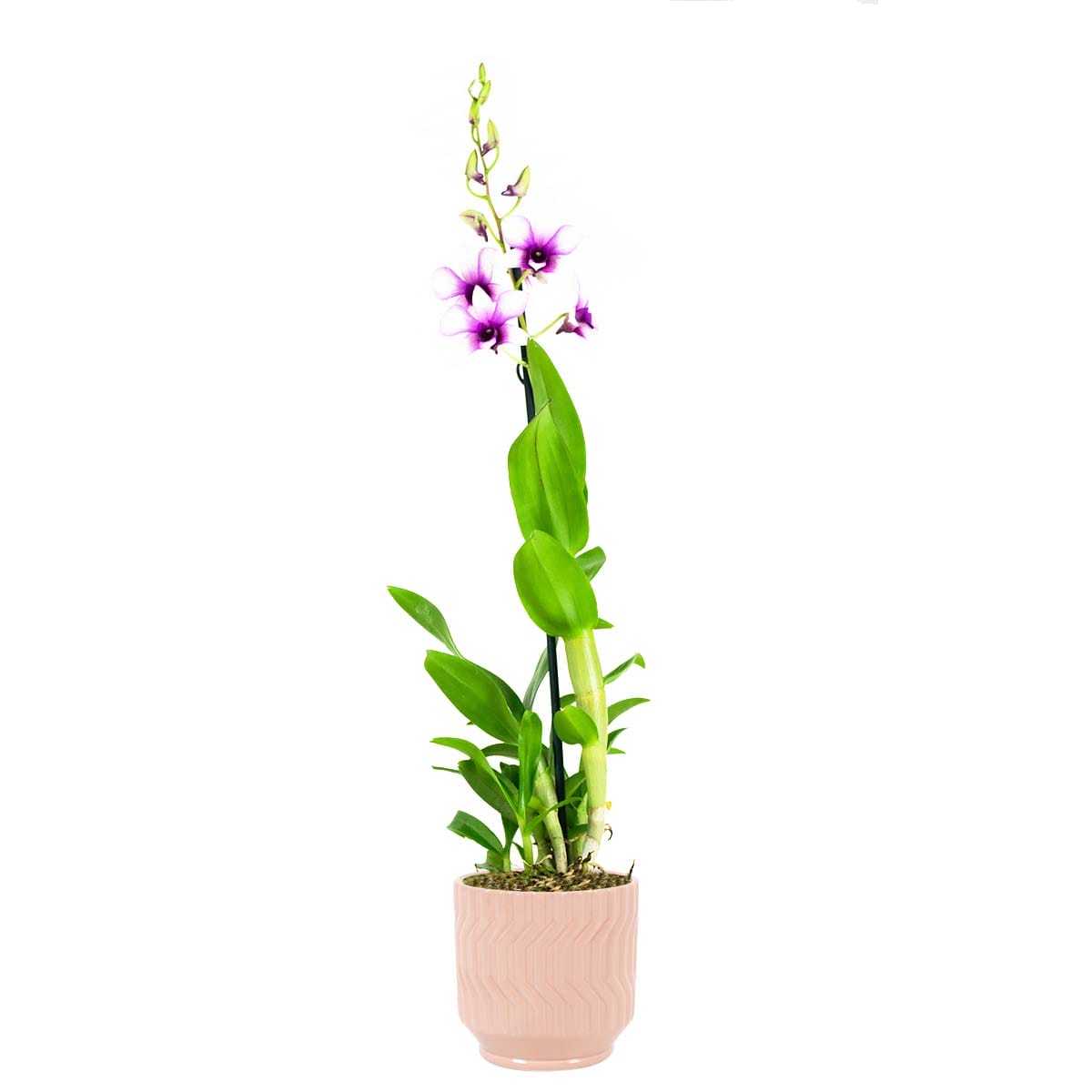 Orchidee Dendrobium Sa-nook Polar Fire in keramiek (Orange) ↑ 55 cm ⌀ 12