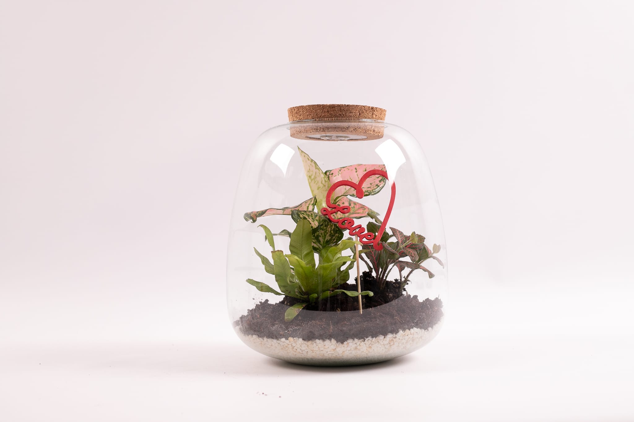 Valentijn Ecosysteem - Planten terrarium met licht ↑ 25 cm ⌀ 16 cm - Afbeelding 3