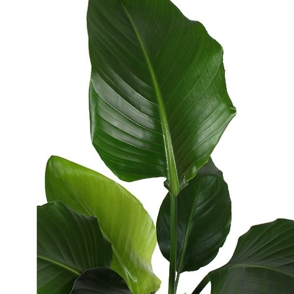 Strelitzia nicolai ↑ 130 cm ⌀ 27 cm - Afbeelding 3