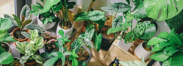 goedkope planten kopen