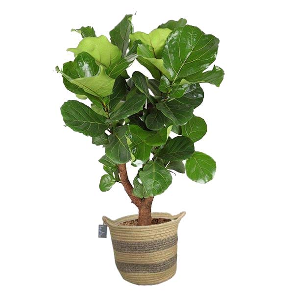 FIcus Lyrata (vertakt) in plantenmand ↑ 130 cm ⌀ 27 cm
