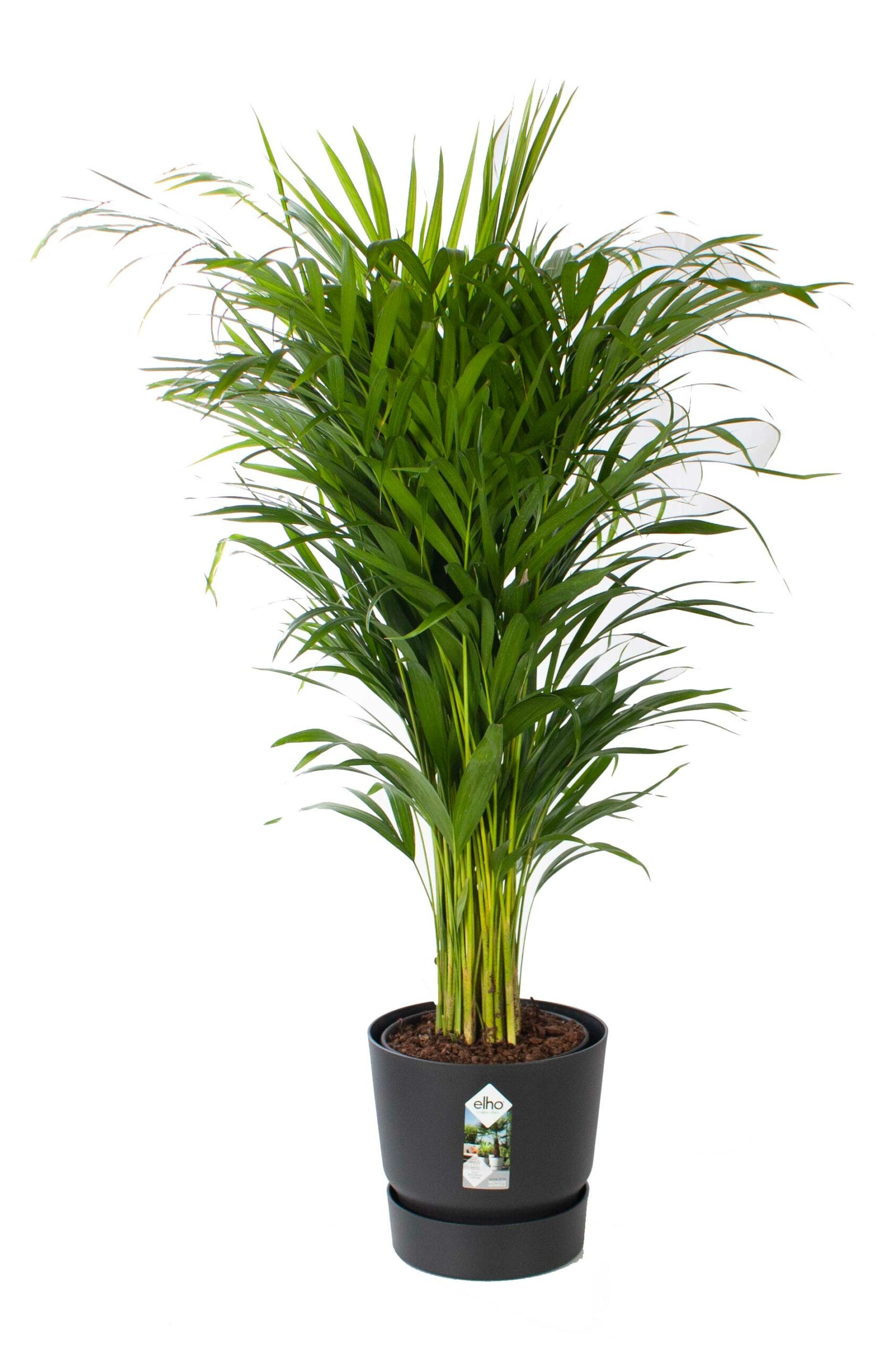 Areca goudpalm met pot ↑ 120 cm ⌀ 24 cm