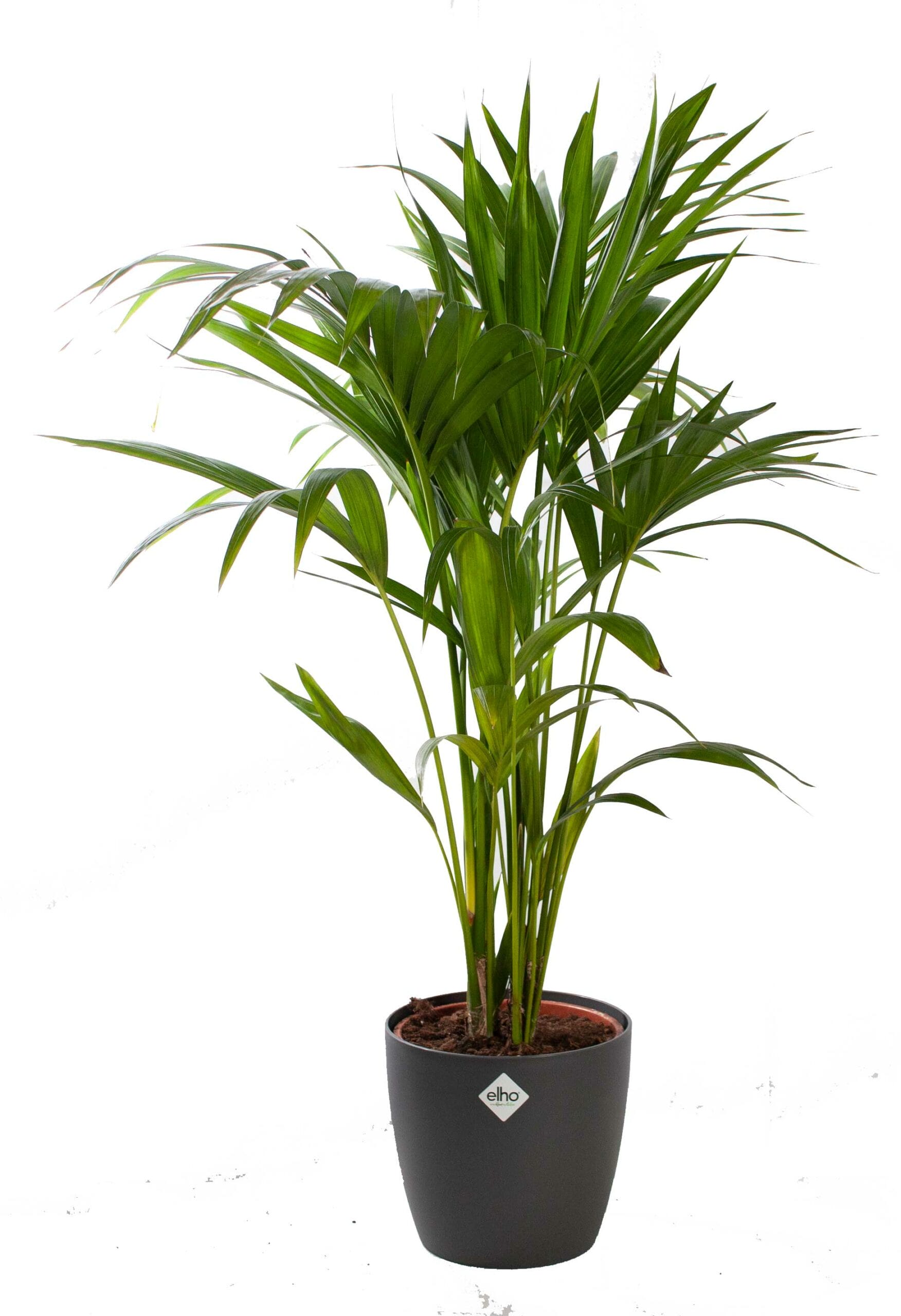 Kentiapalm met pot ↑ 80 cm ⌀ 19 cm
