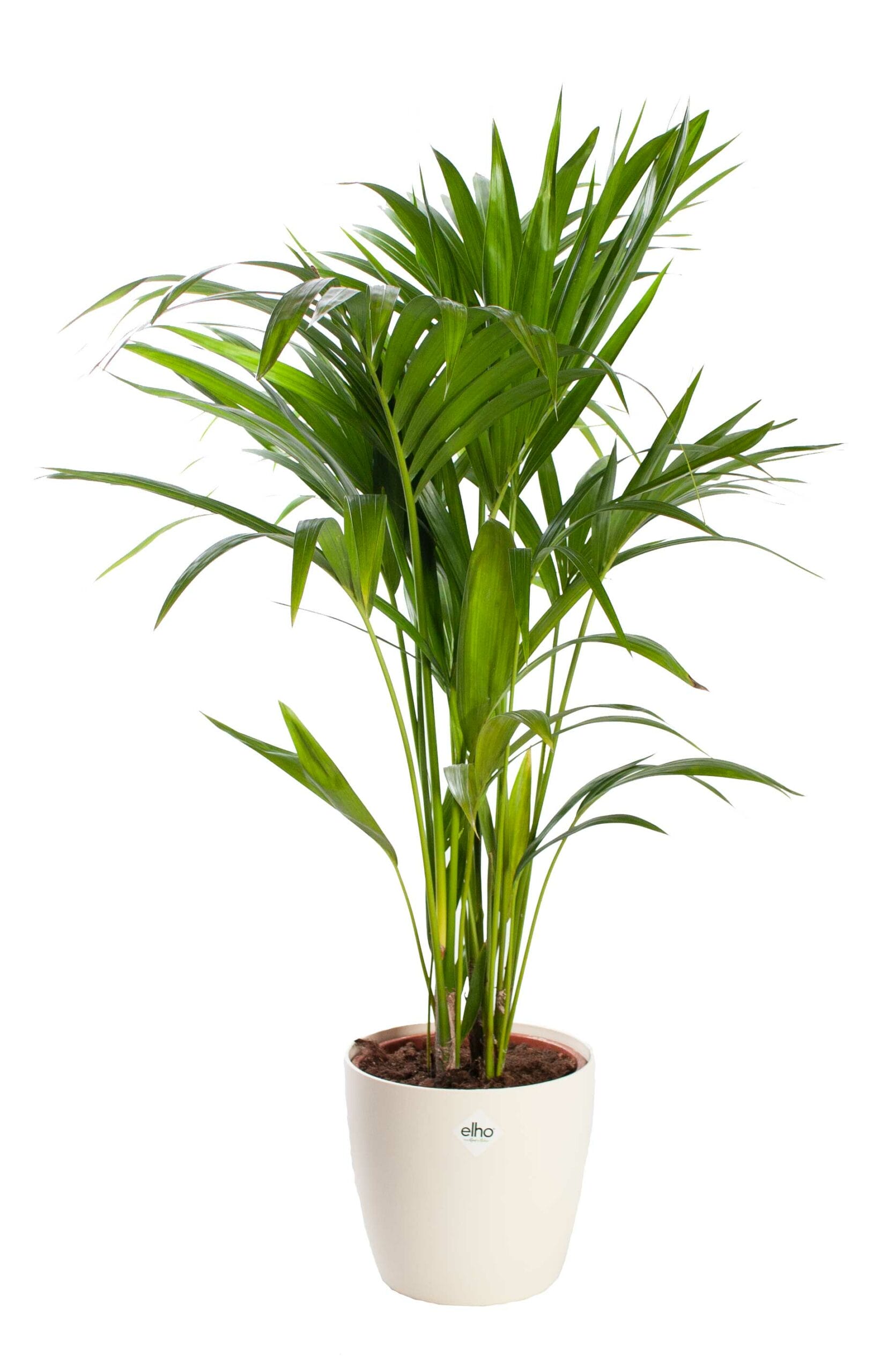 Kentiapalm met pot ↑ 80 cm ⌀ 19 cm