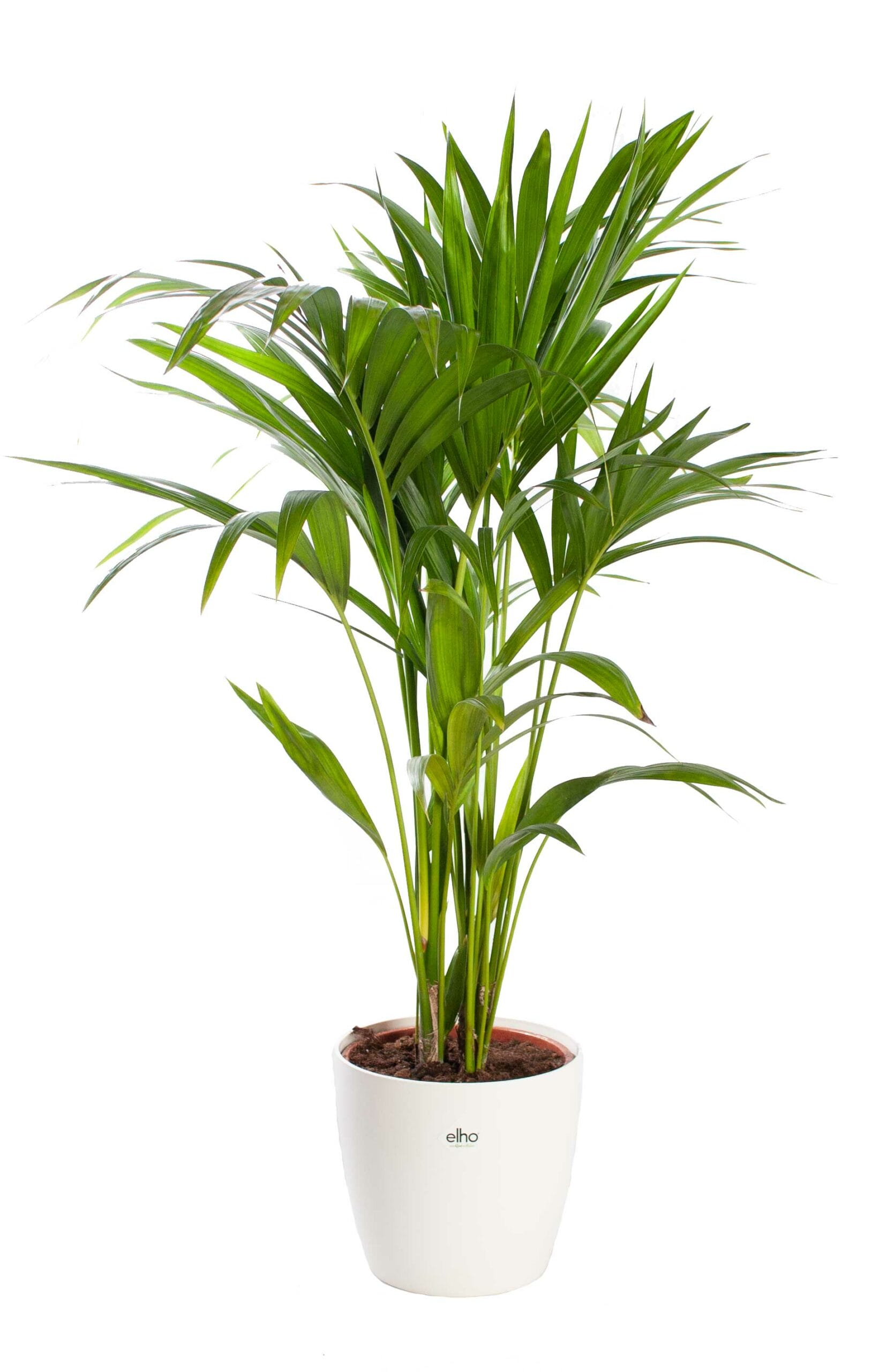 Kentiapalm met pot ↑ 80 cm ⌀ 19 cm