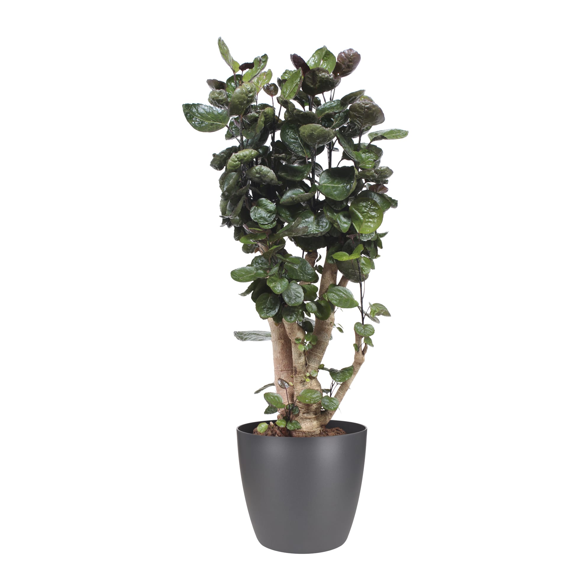 Polyscias Fabian met Elho Brussels Round pot Antracite ↑ 120 cm ⌀ 27 cm - Afbeelding 3
