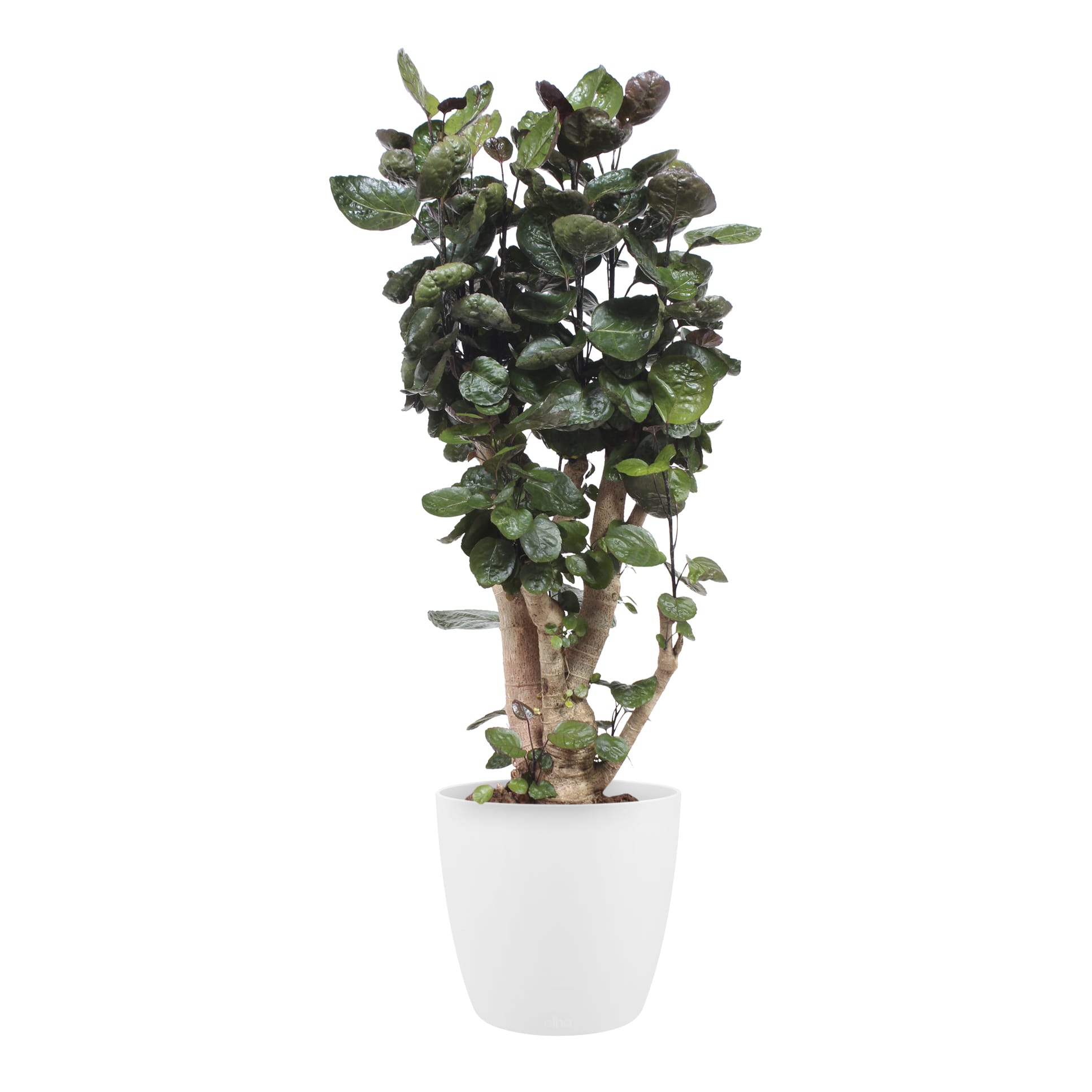 Polyscias Fabian met Elho Brussels Round pot White ↑ 120 cm ⌀ 27 cm