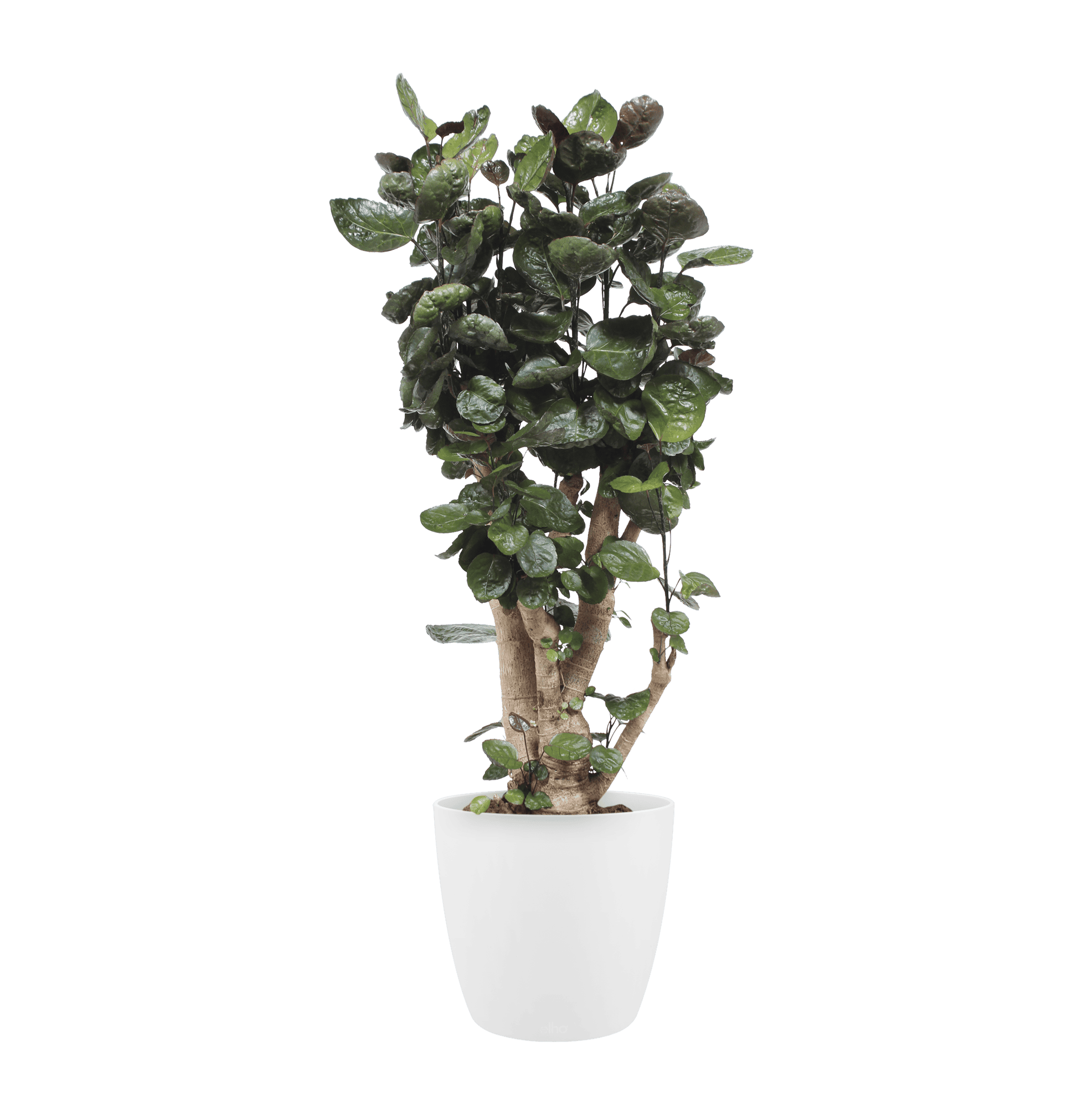 Polyscias Fabian met Elho Brussels Round pot White ↑ 120 cm ⌀ 27 cm - Afbeelding 3