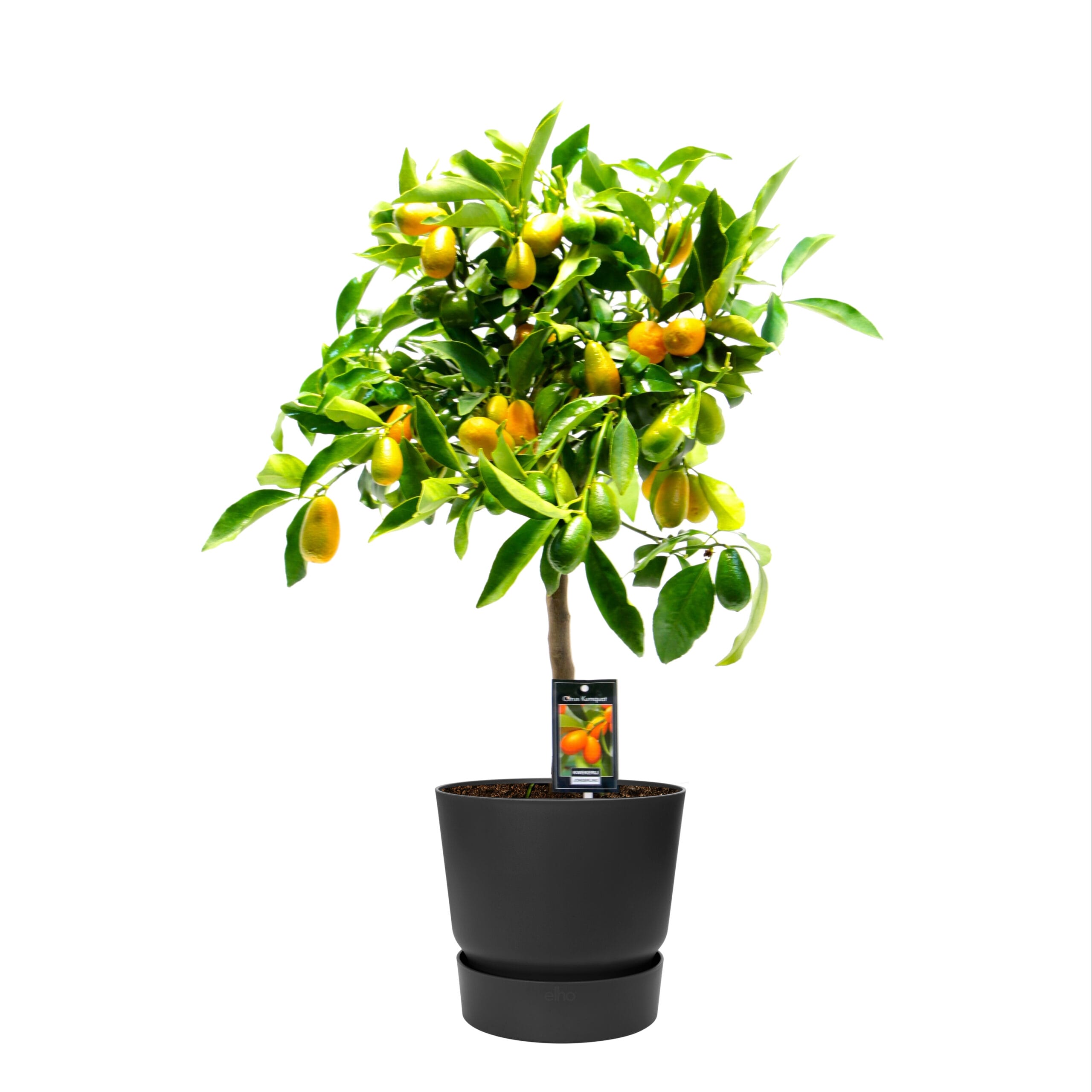 Citrus Kumquat Gigante in ELHO sierpot (zwart) ↑ 85 cm ⌀ 22 cm