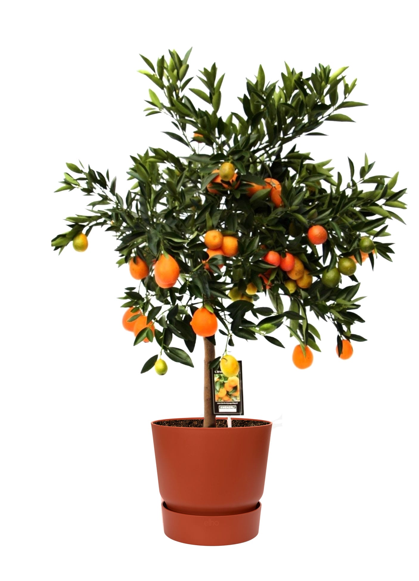 Citrus Kucle in ELHO sierpot (brique) ↑ 65 cm ⌀ 22 cm