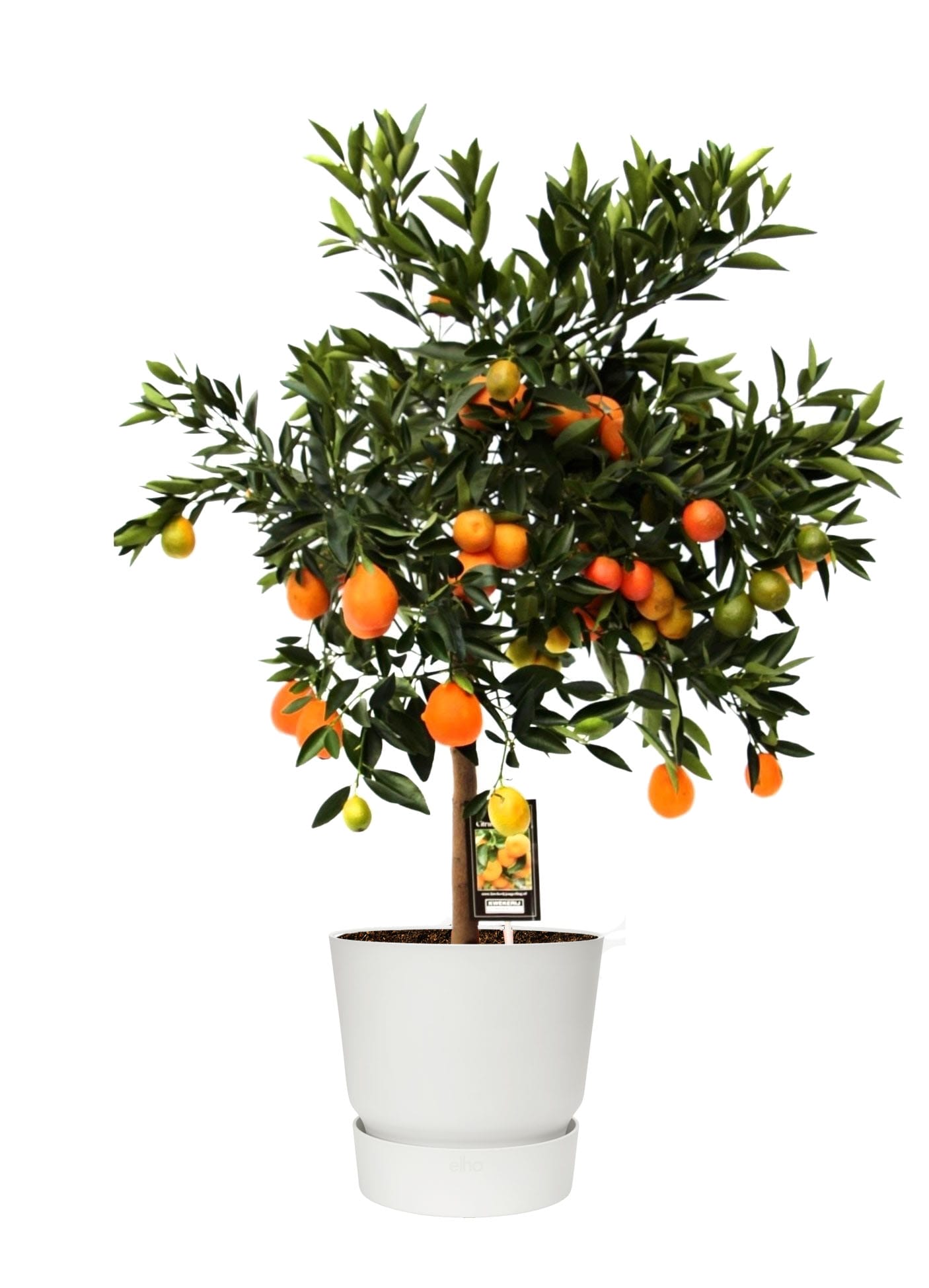 Citrus Kucle in ELHO sierpot (wit) ↑ 65 cm ⌀ 22 cm