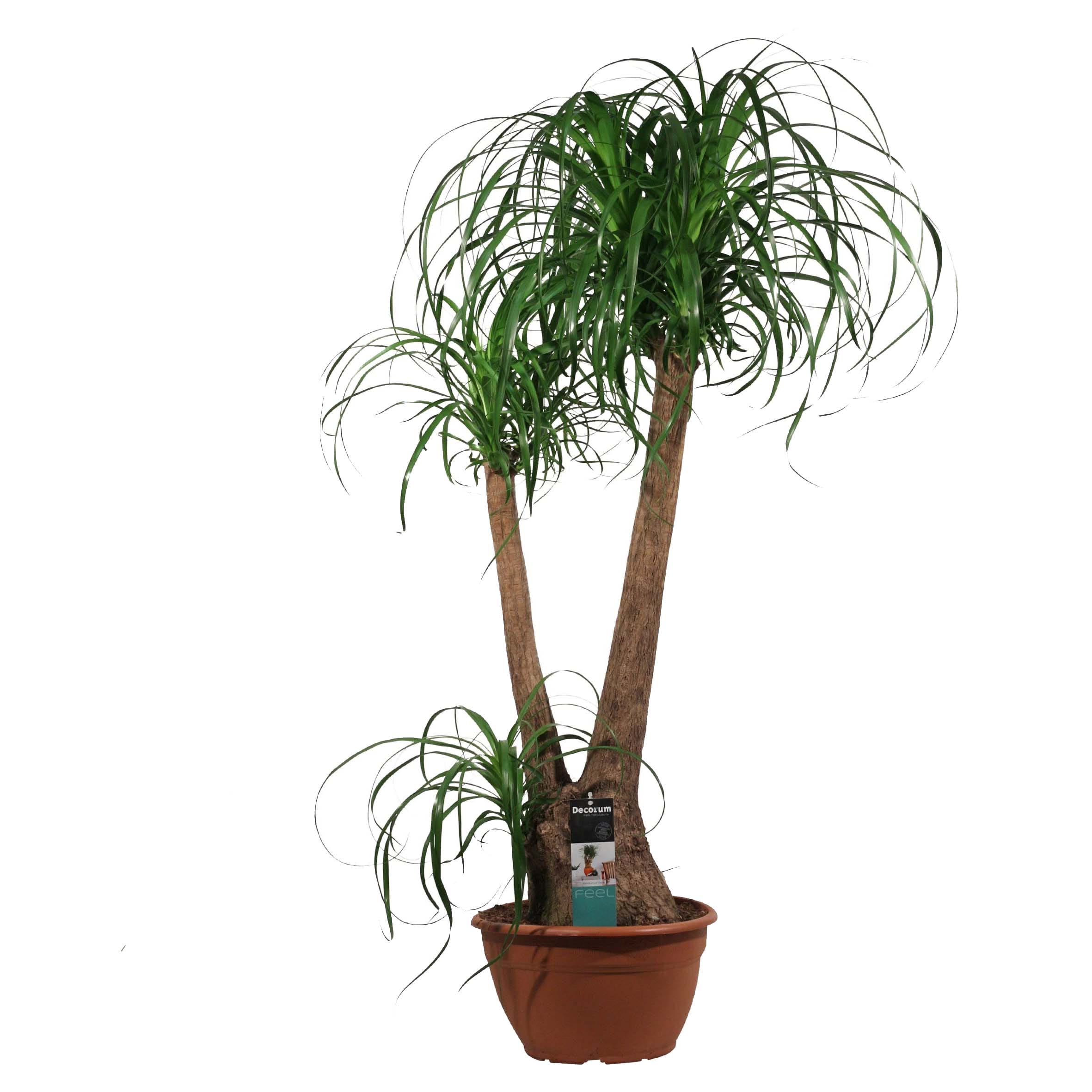 Beaucarnea of Olifantspoot ↑ 90 cm ⌀ 30 cm