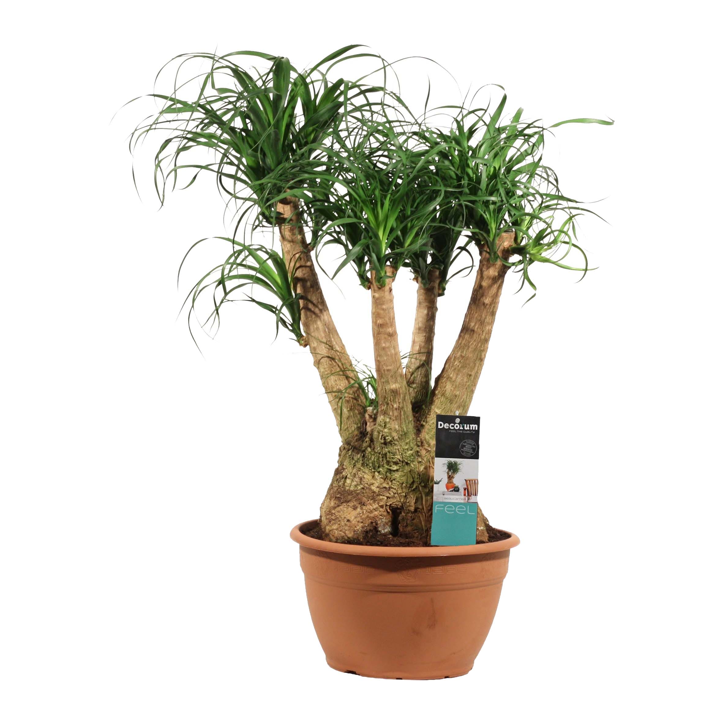 Olifantspoot - Beaucarnea vertakt ↑ 80 cm ⌀ 30 cm