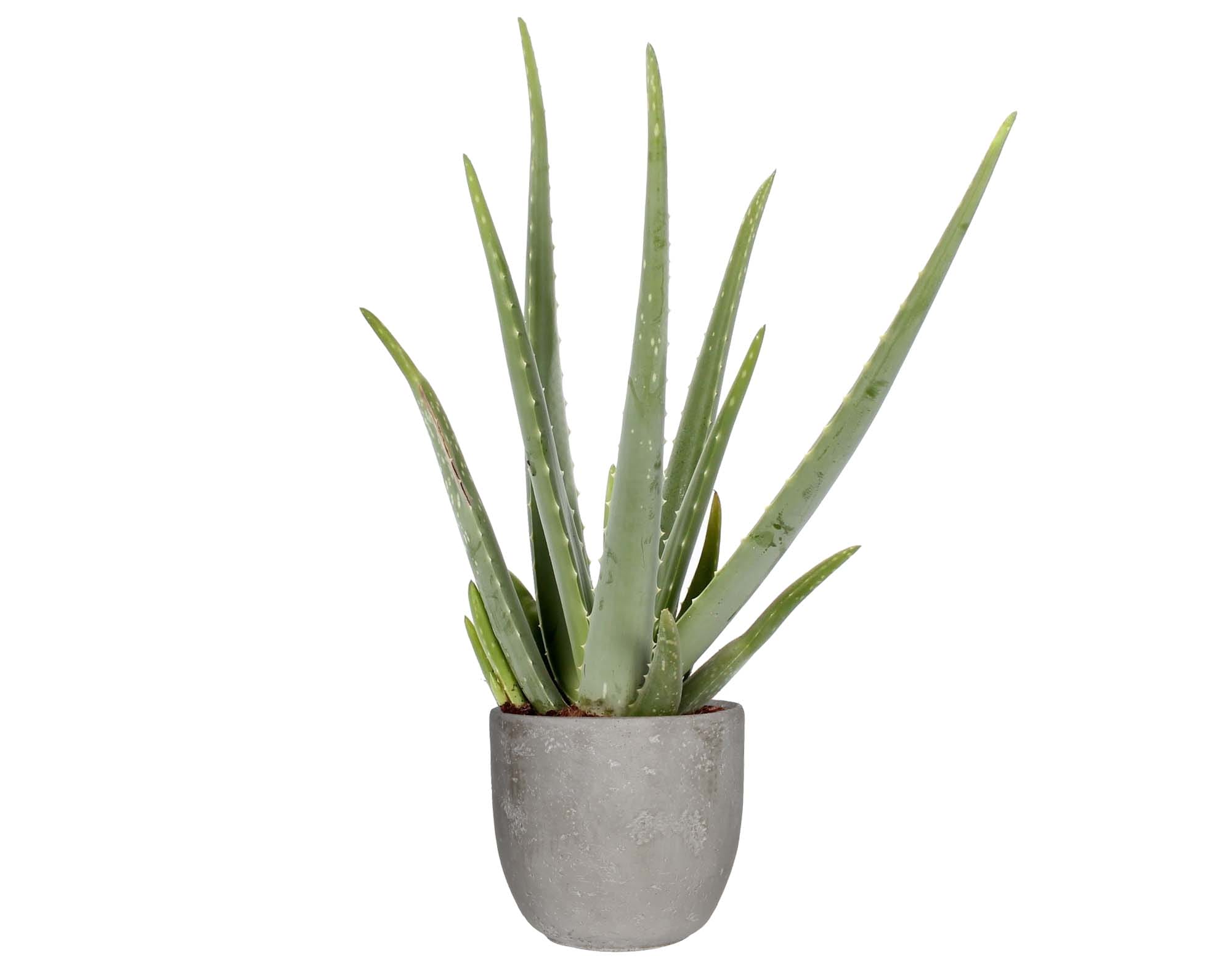 Aloë Vera in Mica sierpot Jimmy (lichtgrijs) ↑ 55 cm ⌀ 17 cm