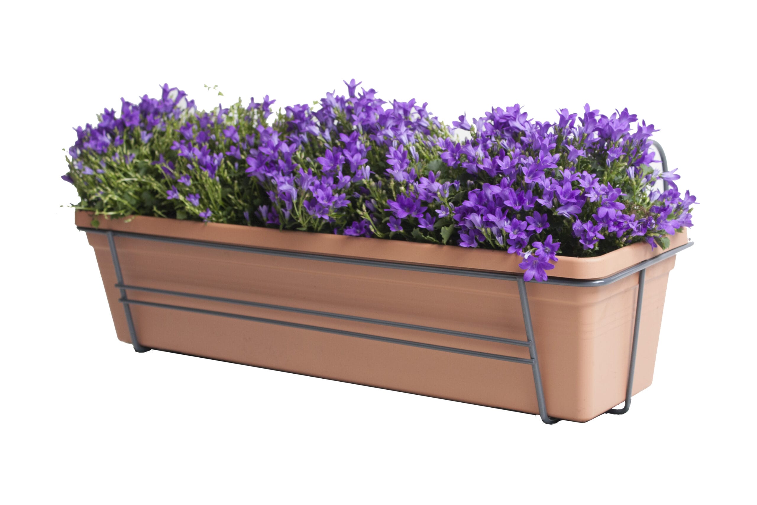 Campanula Lavender in ELHO balkonbak (Mild Terra) met metalen balkonrek B 58,3 x H 14 x D 16,5 cm
