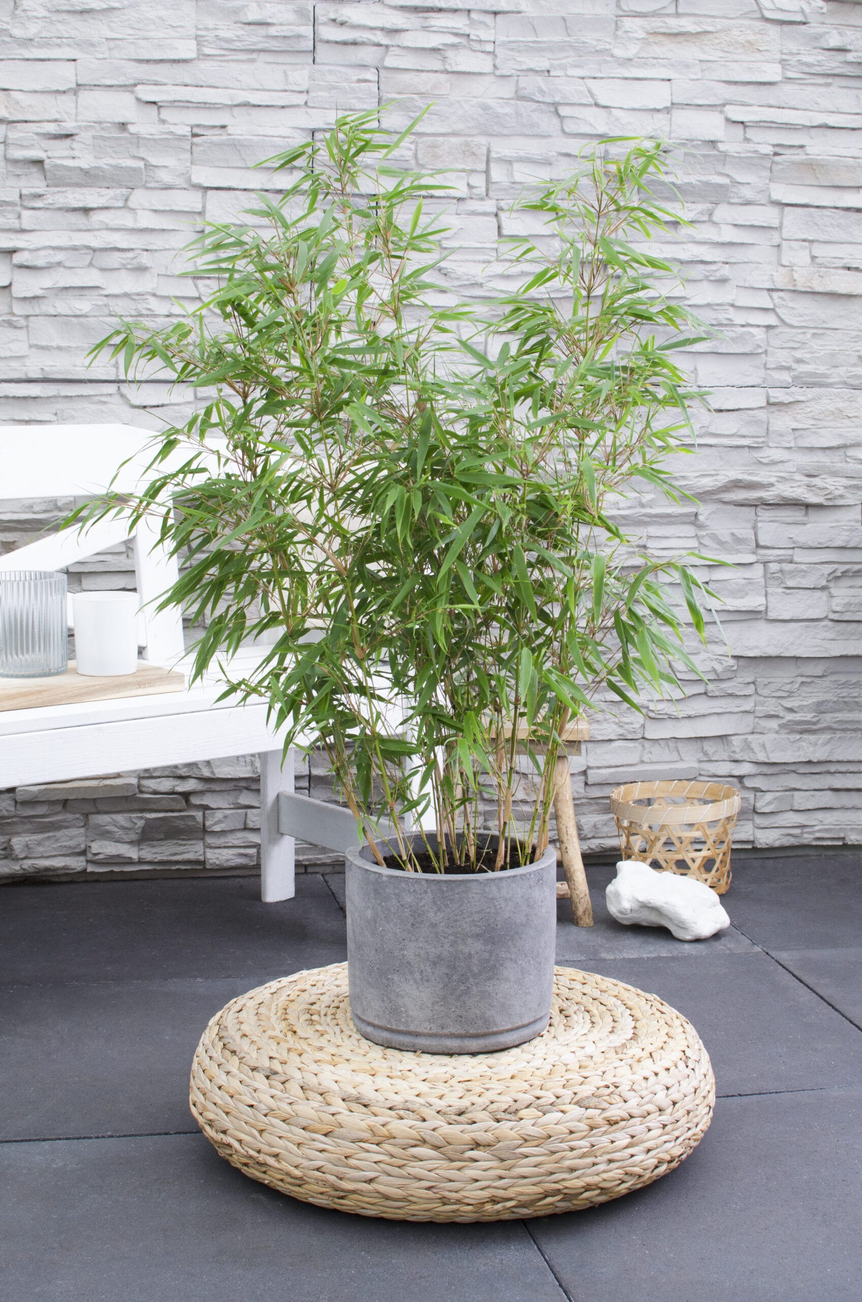 Duo ‘Fargesia Rufa’ (Bamboe) ↑ 70 cm ⌀ 25 cm - Afbeelding 4