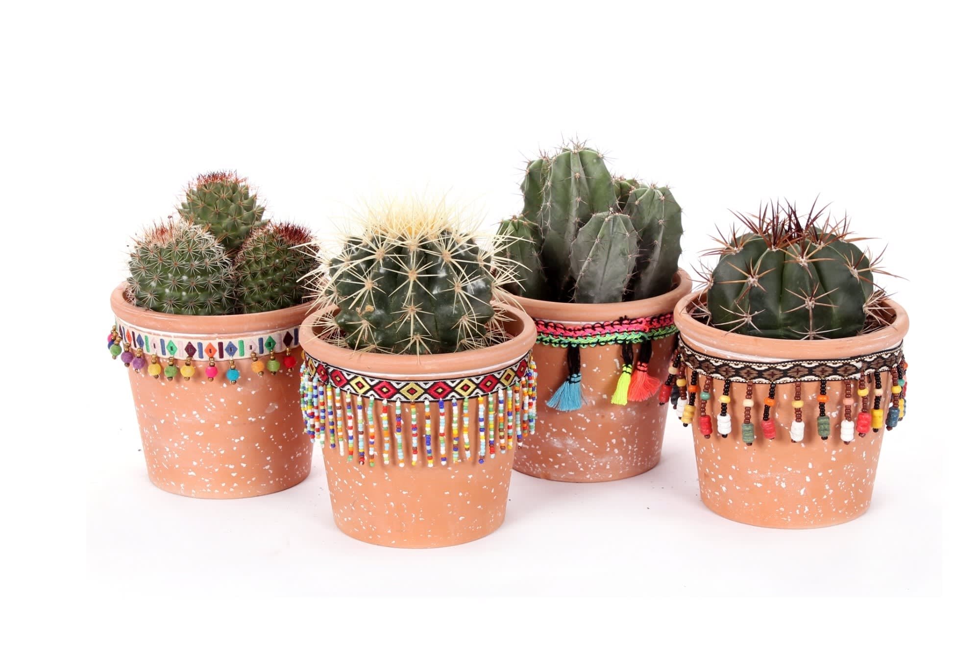 Set van vier cactussen in San Jose de Mayo-keramiek ↑ 18 cm ⌀ 12 cm