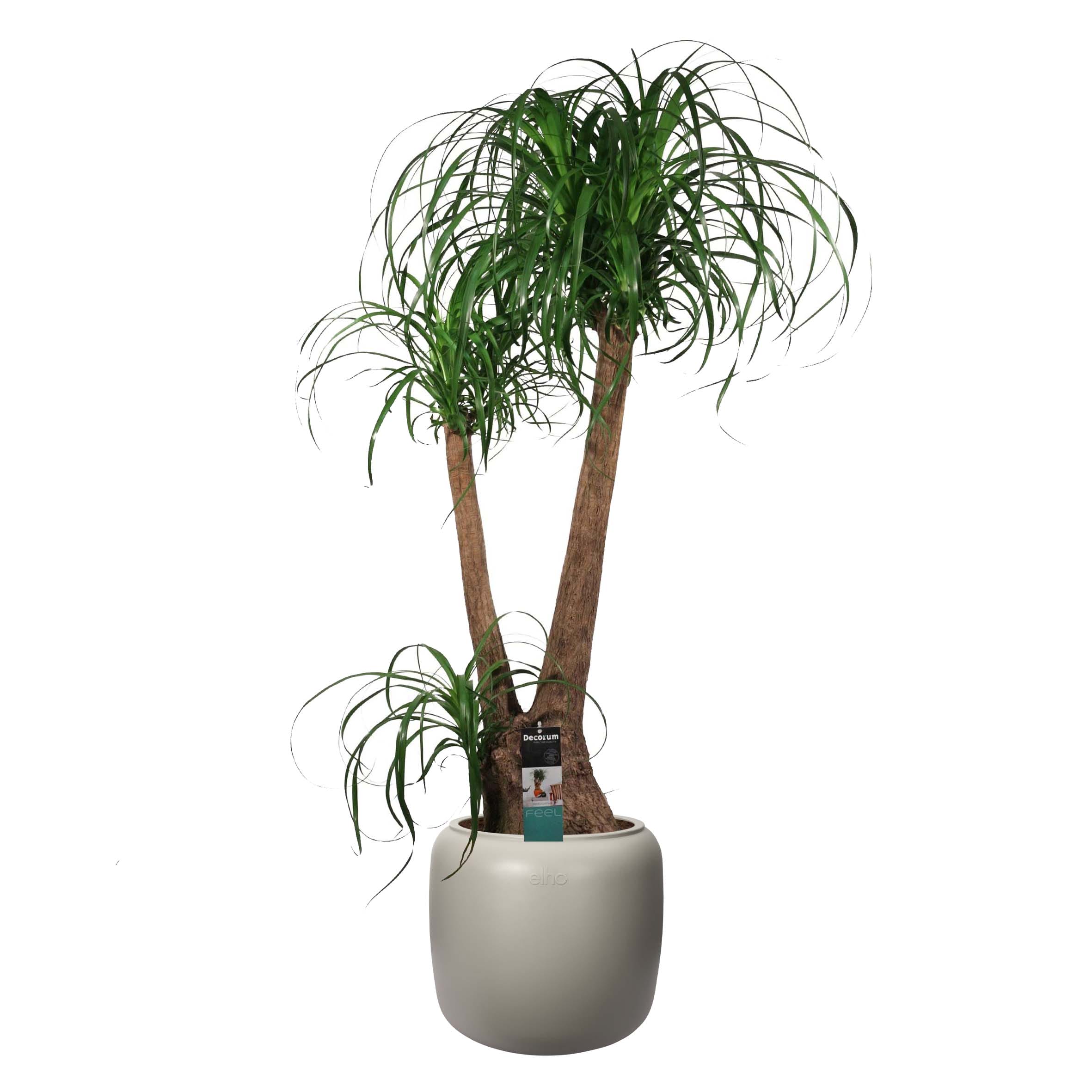 Olifantspoot - Beaucarneain ELHO Ø 40 (Balanced Beige) ↑ 90 cm ⌀ 40 cm