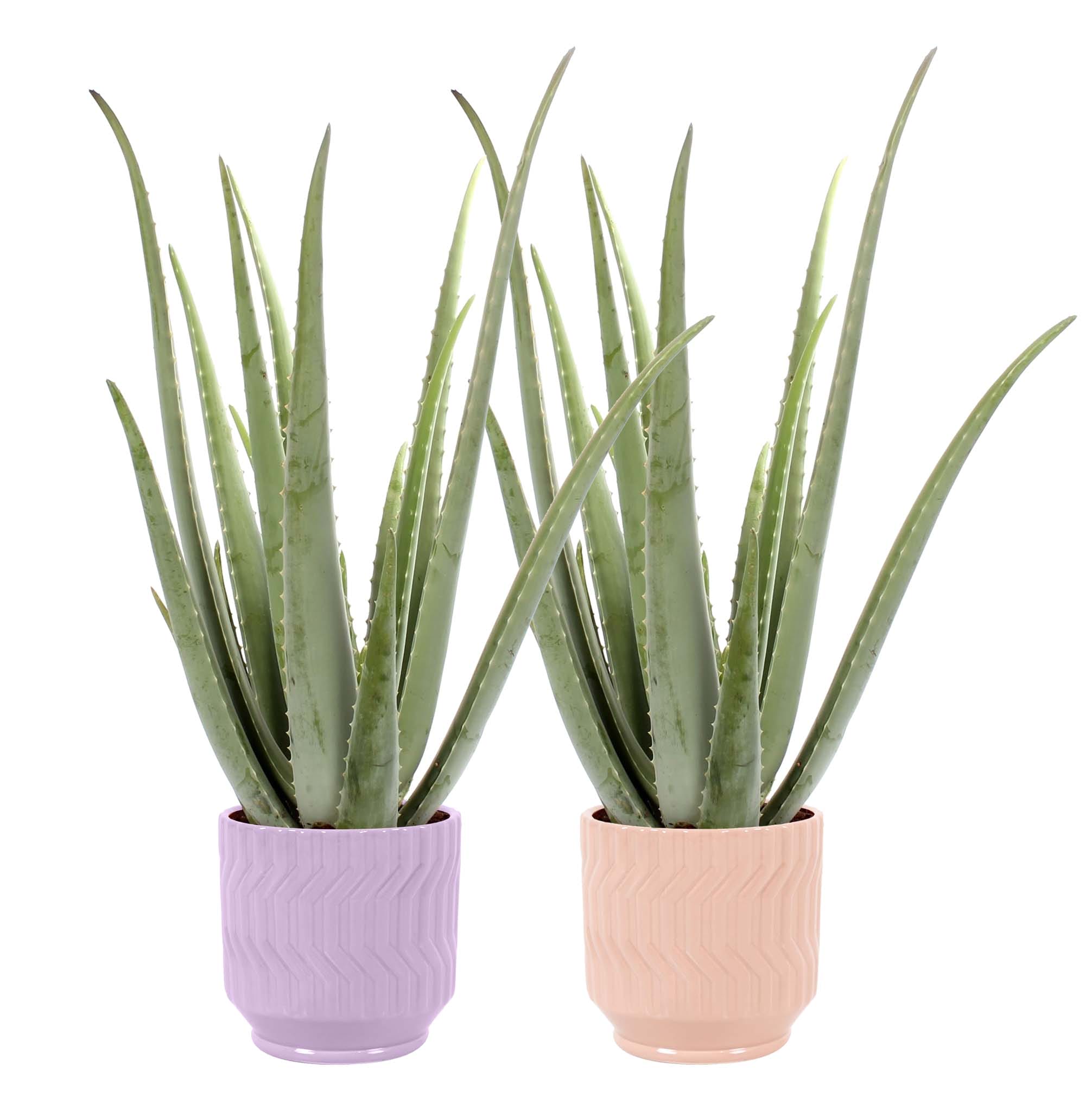 Duo Aloe Vera in Jane keramiek (Purple en Orange) ↑ 35 cm ⌀ 12 cm