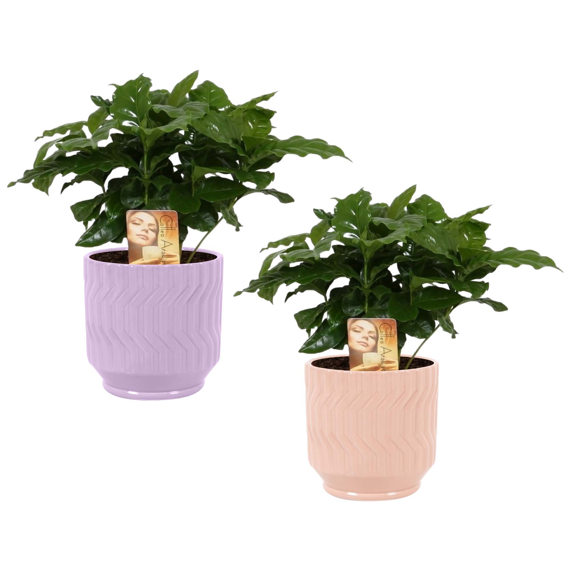 Duo Coffea Arabica in Jane keramiek (Purple en Orange) ↑ 25 cm ⌀ 12 cm