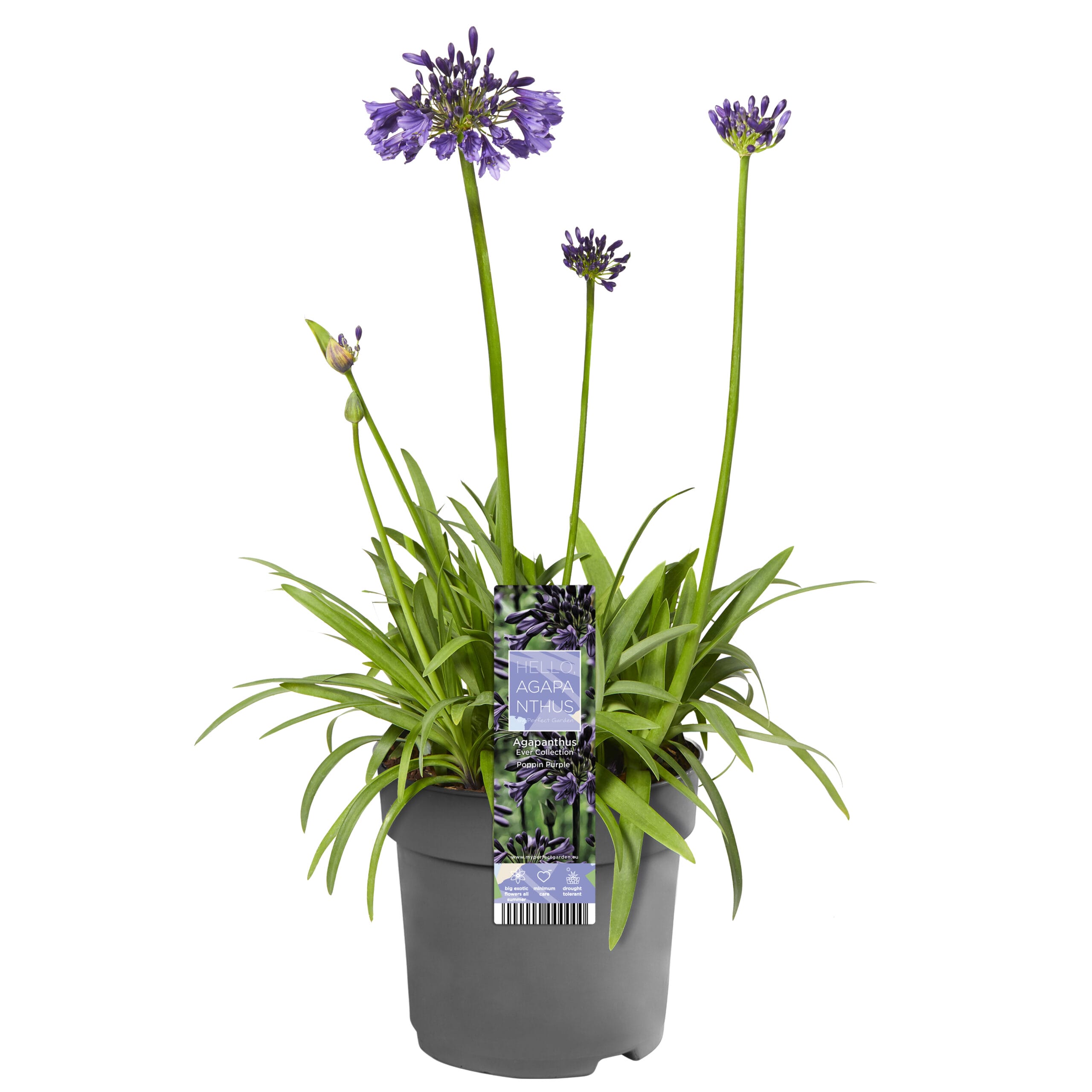 Agapanthus Poppin' Purple ↑ 30 cm ⌀ 19 cm