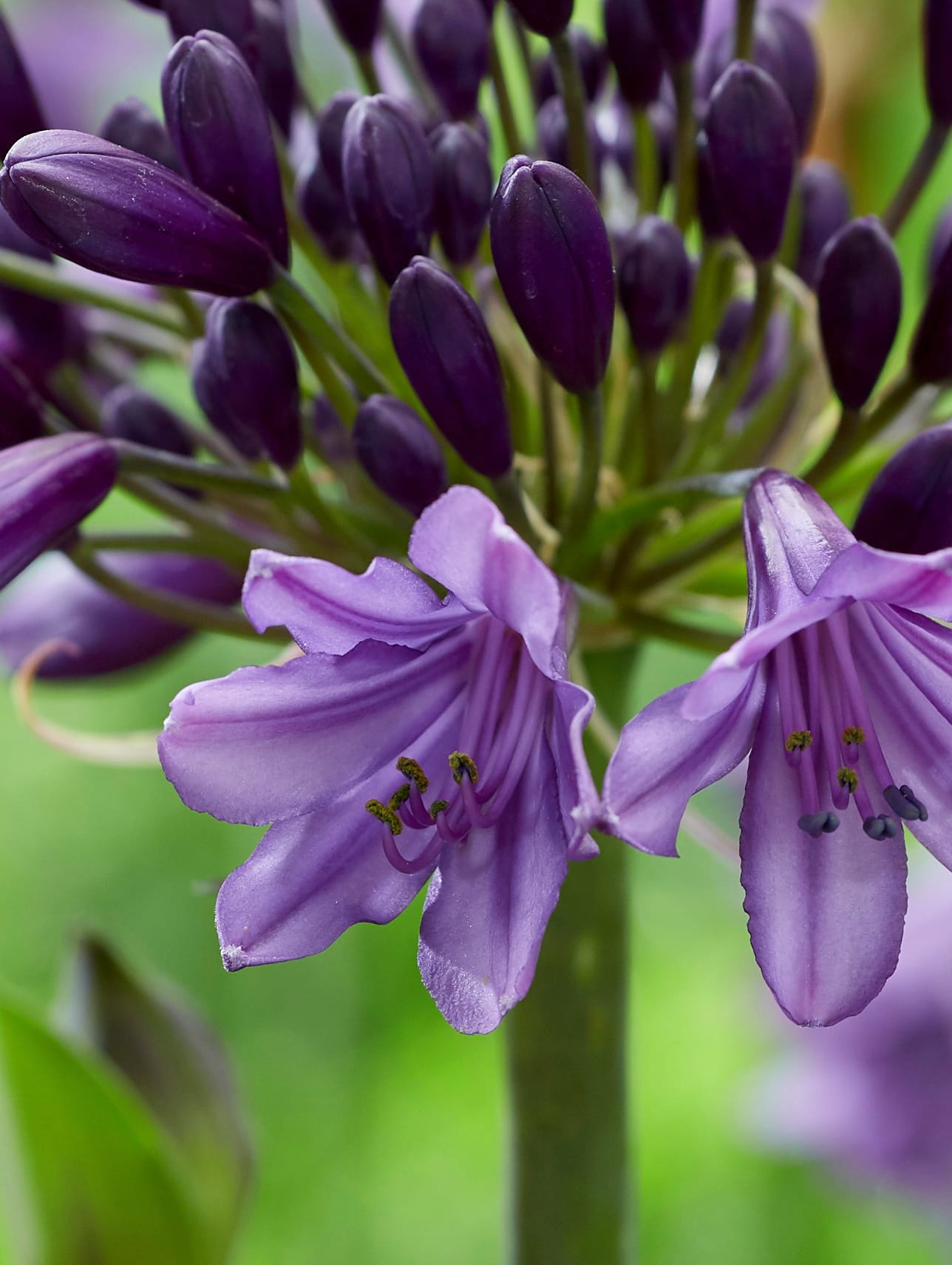 Agapanthus Poppin' Purple ↑ 30 cm ⌀ 19 cm - Afbeelding 3