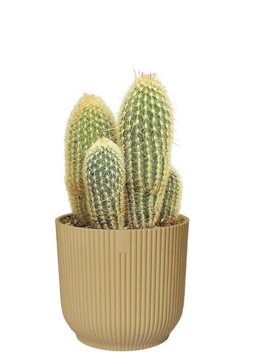 Espostoa Lanata in sierpot (Botergeel) ↑ 50 cm ⌀ 22 cm