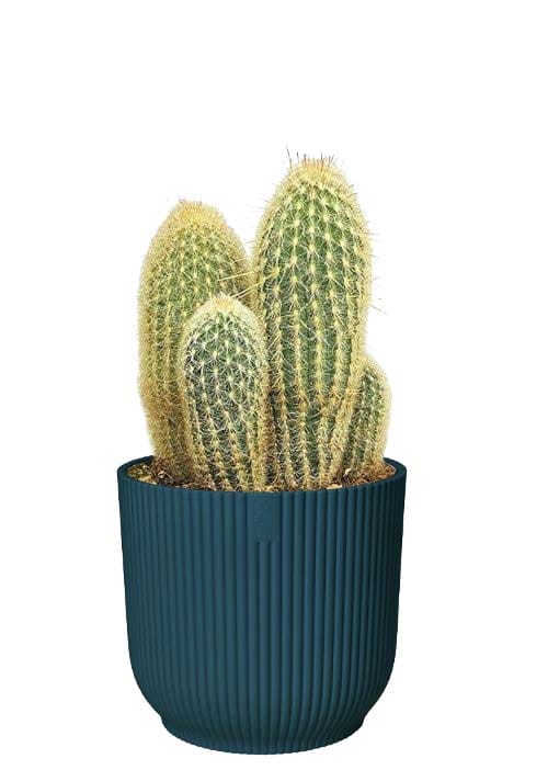 Espostoa Lanata in sierpot (Diepblauw) ↑ 50 cm ⌀ 22 cm