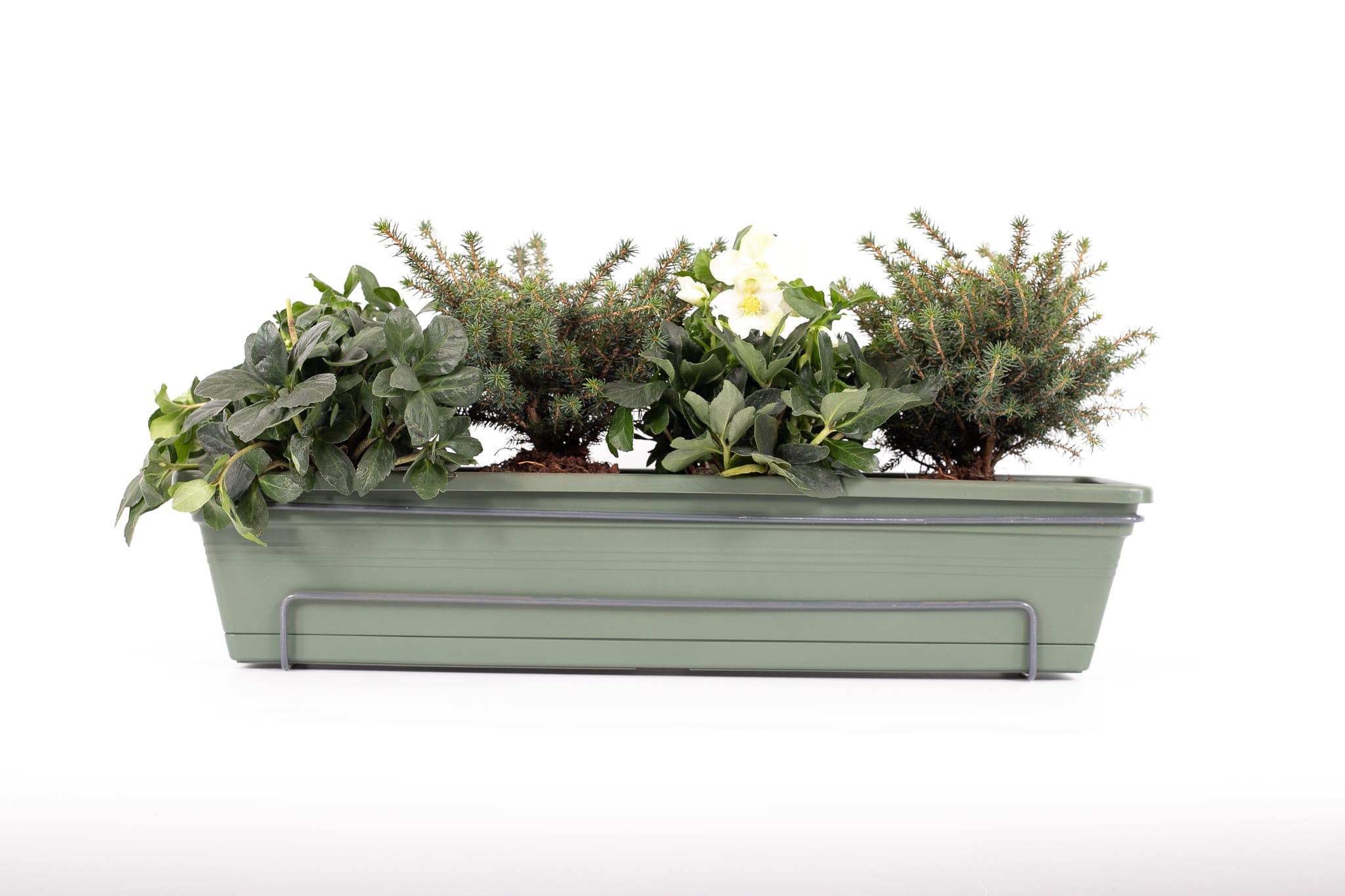 Balkonbak 70cm Groen - Helleborus / Picea omorika 'Karel' ↑ 40 cm ⌀ 70 cm