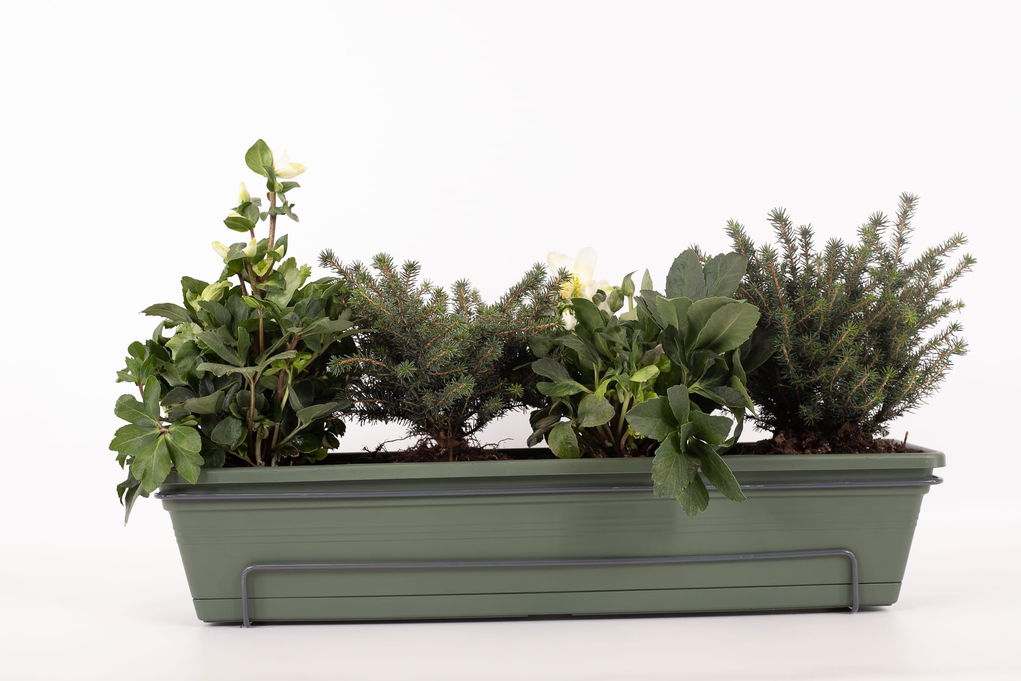 Balkonbak 70cm Groen - Helleborus / Picea omorika 'Karel' ↑ 40 cm ⌀ 70 cm - Afbeelding 3